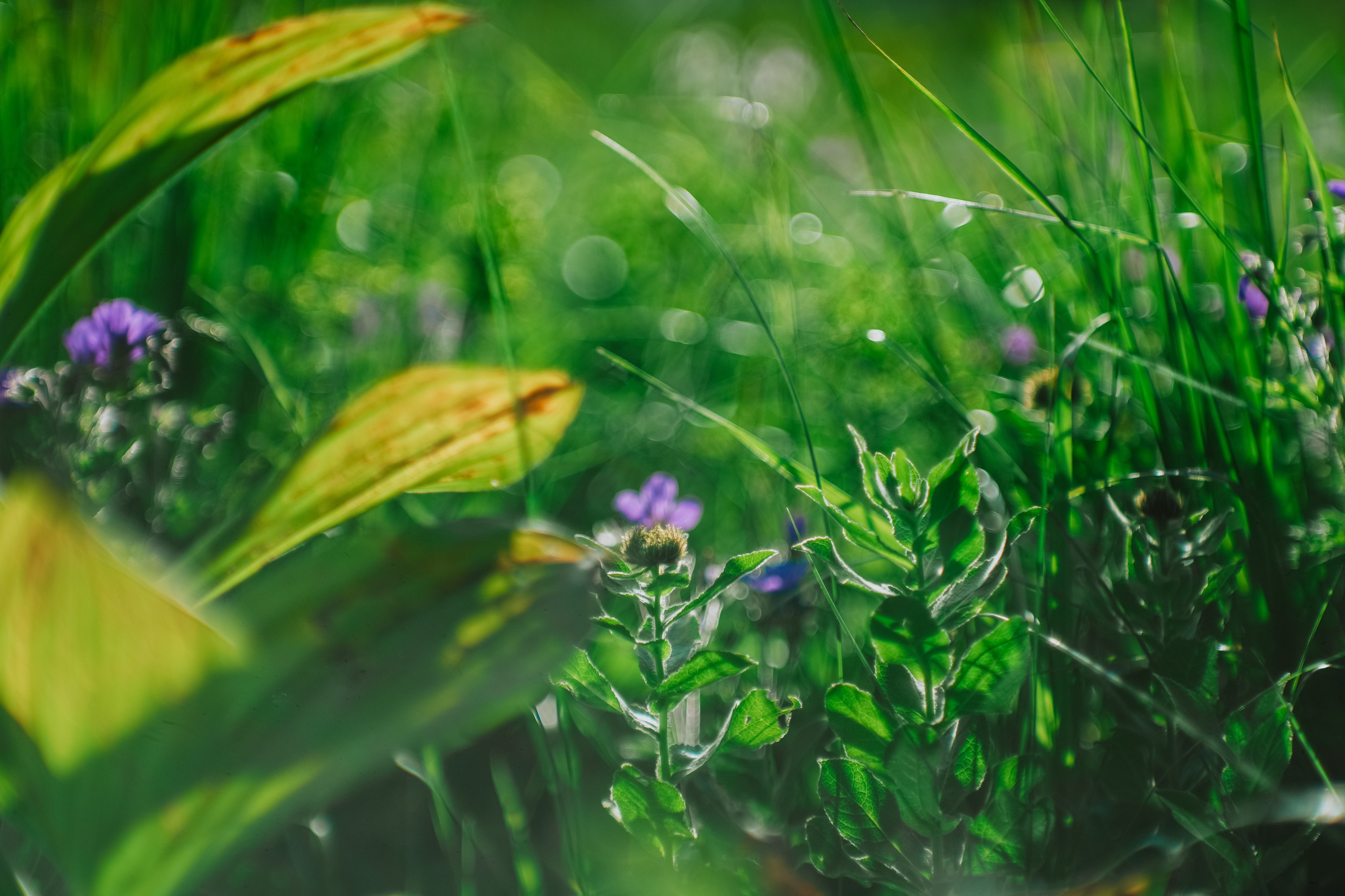 Нахазо ✽ Июль. Репортажный фотограф | Роза Хутор Красная Поляна Сочи Сириус