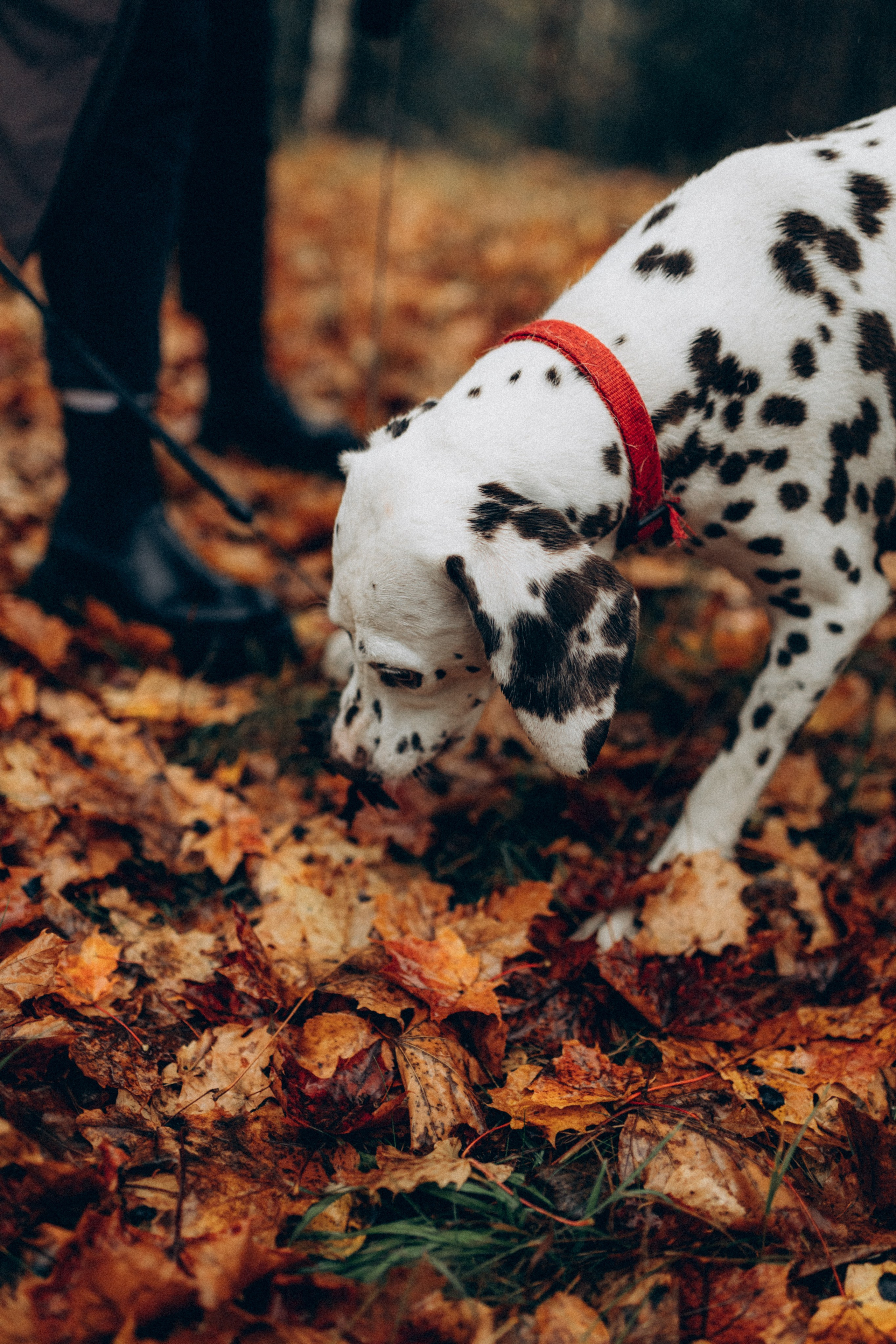 Анфиса & Нисма. Фотограф НОГИНСК, Москва, Анастасия Белая