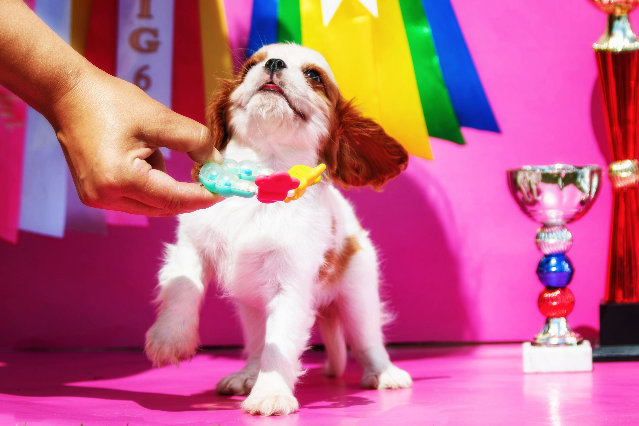 Фотосессия щенков от 7-и дней в стиле ньюборн. Фотограф анималист — Тула, Москва