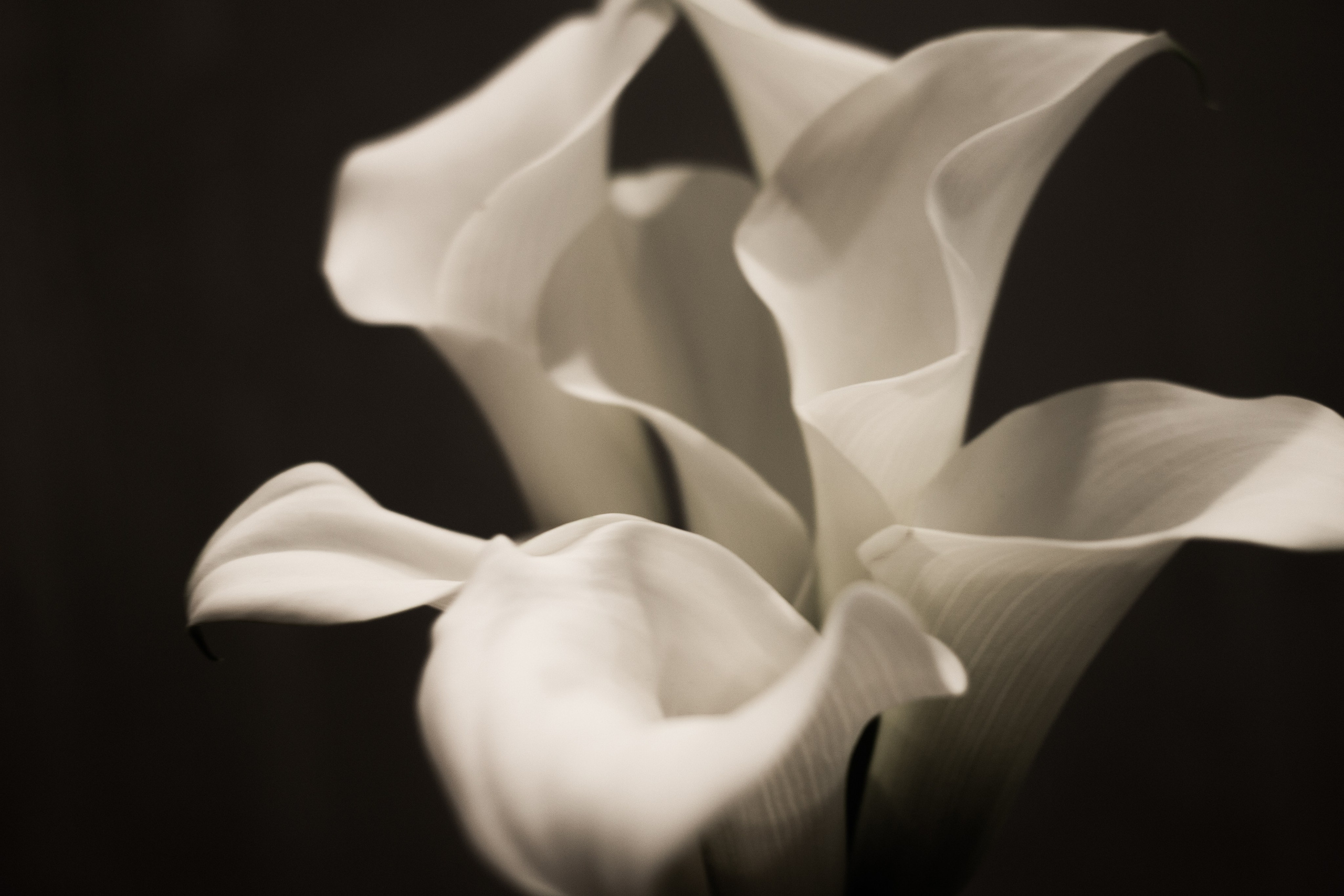 Вне серий. KATERINA CHERNAYA