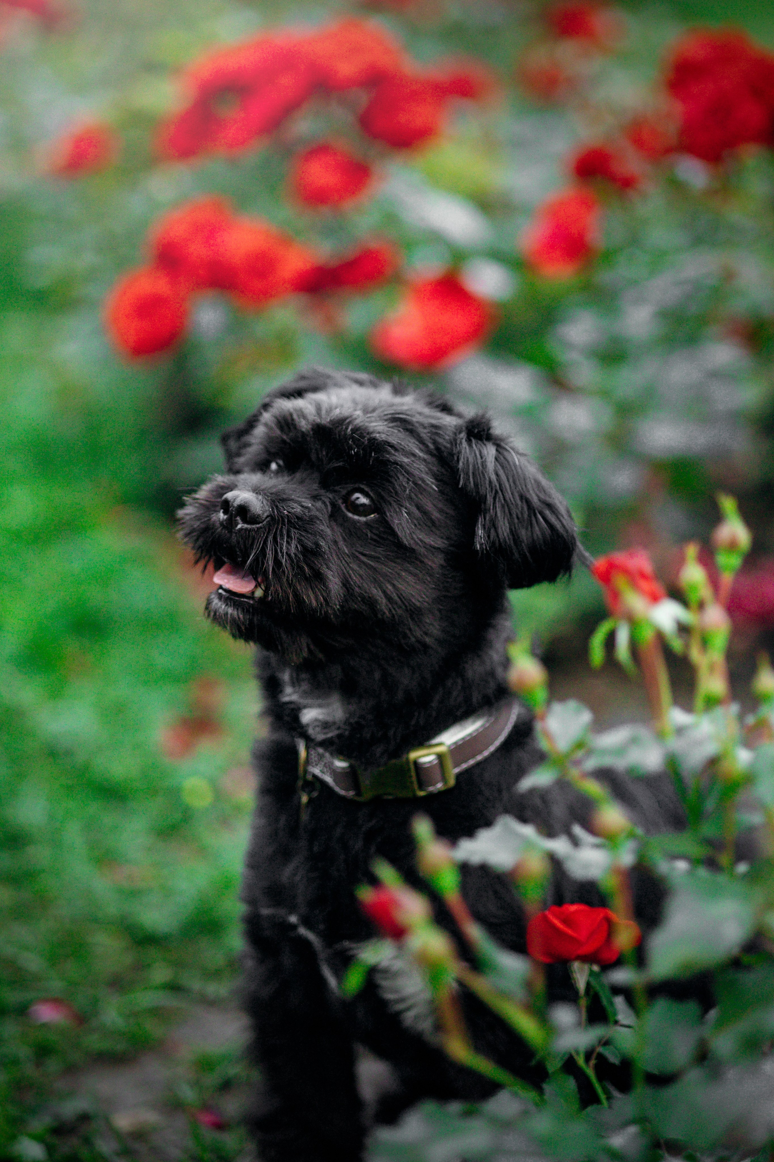 Даша и Борис. Фотограф — Анималист | Санкт-Петербург
