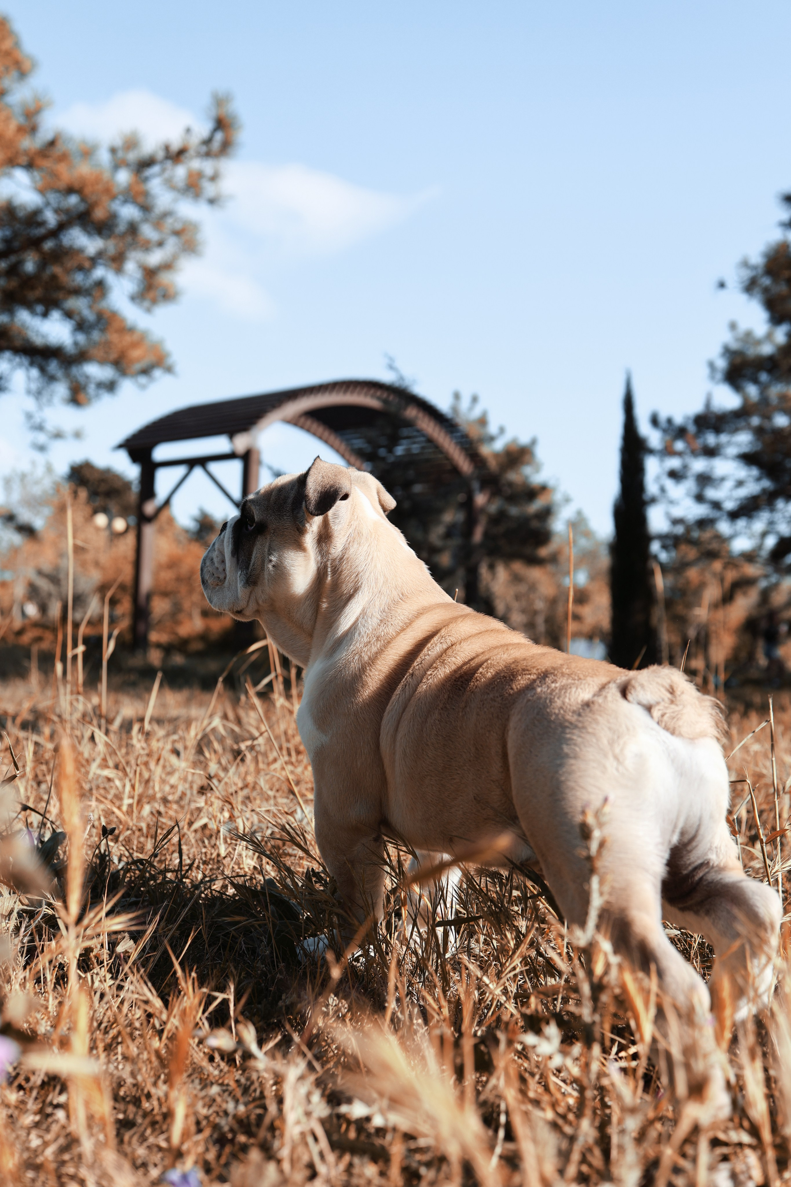Новый член семьи. Withlovent | Фотограф в Севастополе