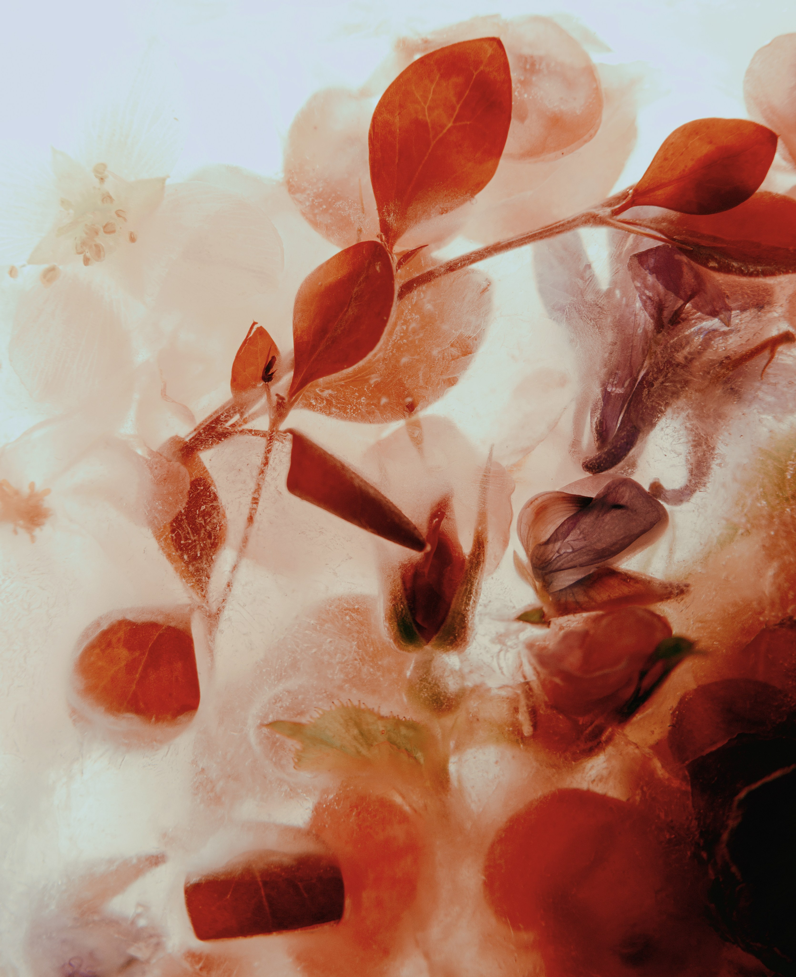 Фотографии цветов и растений. Zamira Sozieva ~ Портретный фотограф ~ Москва