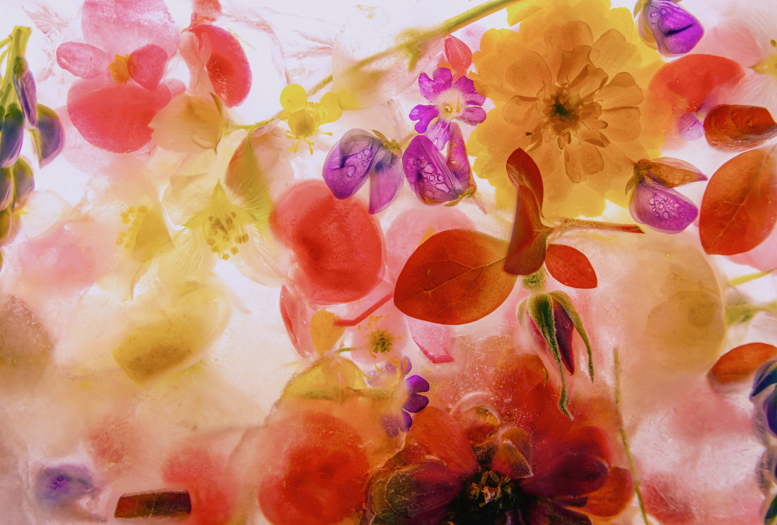 Яркая, красивая, разноцветная фотография цветы