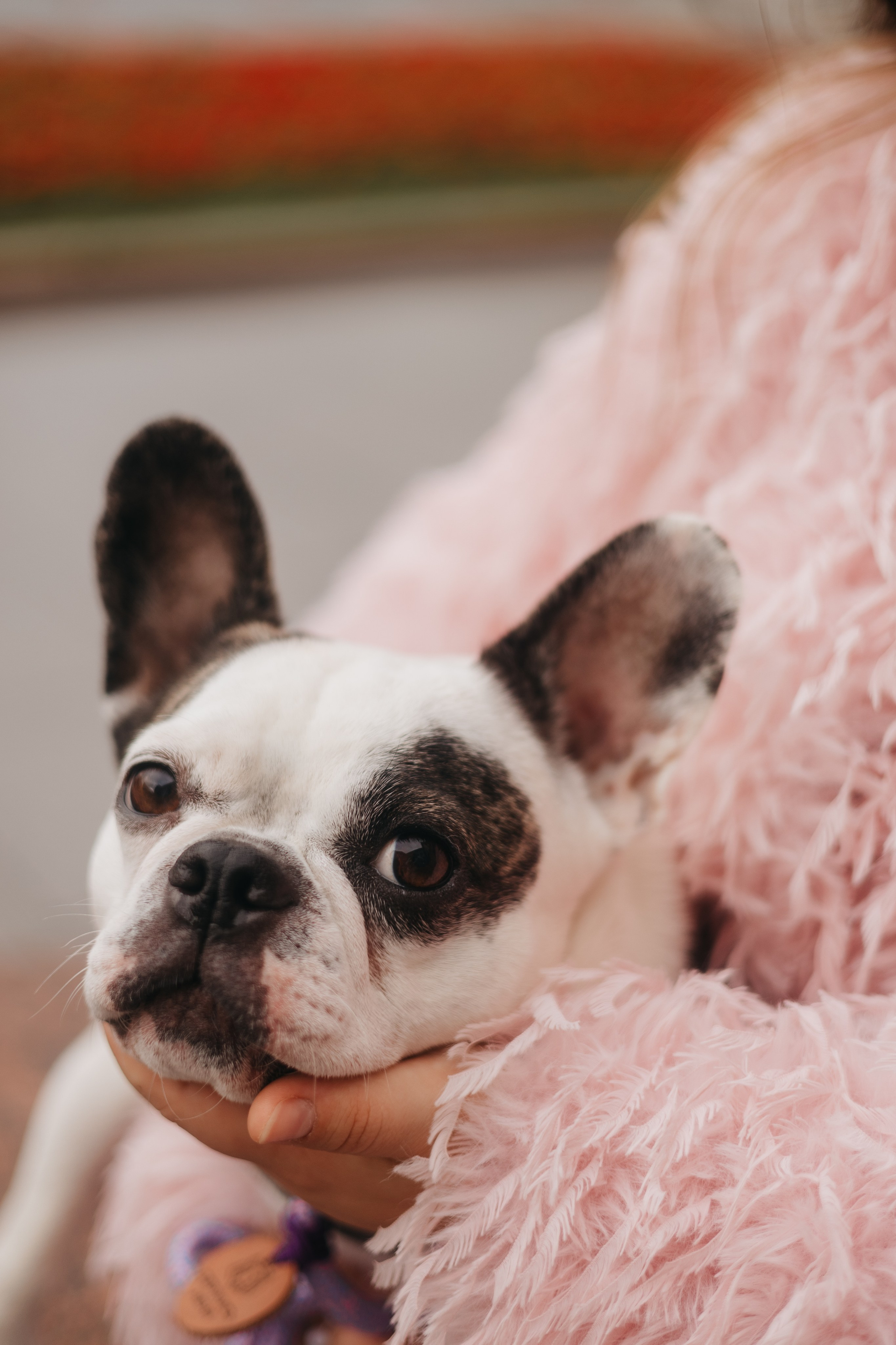 Настя и Шайни. Фотограф животных Евгения Верцинская