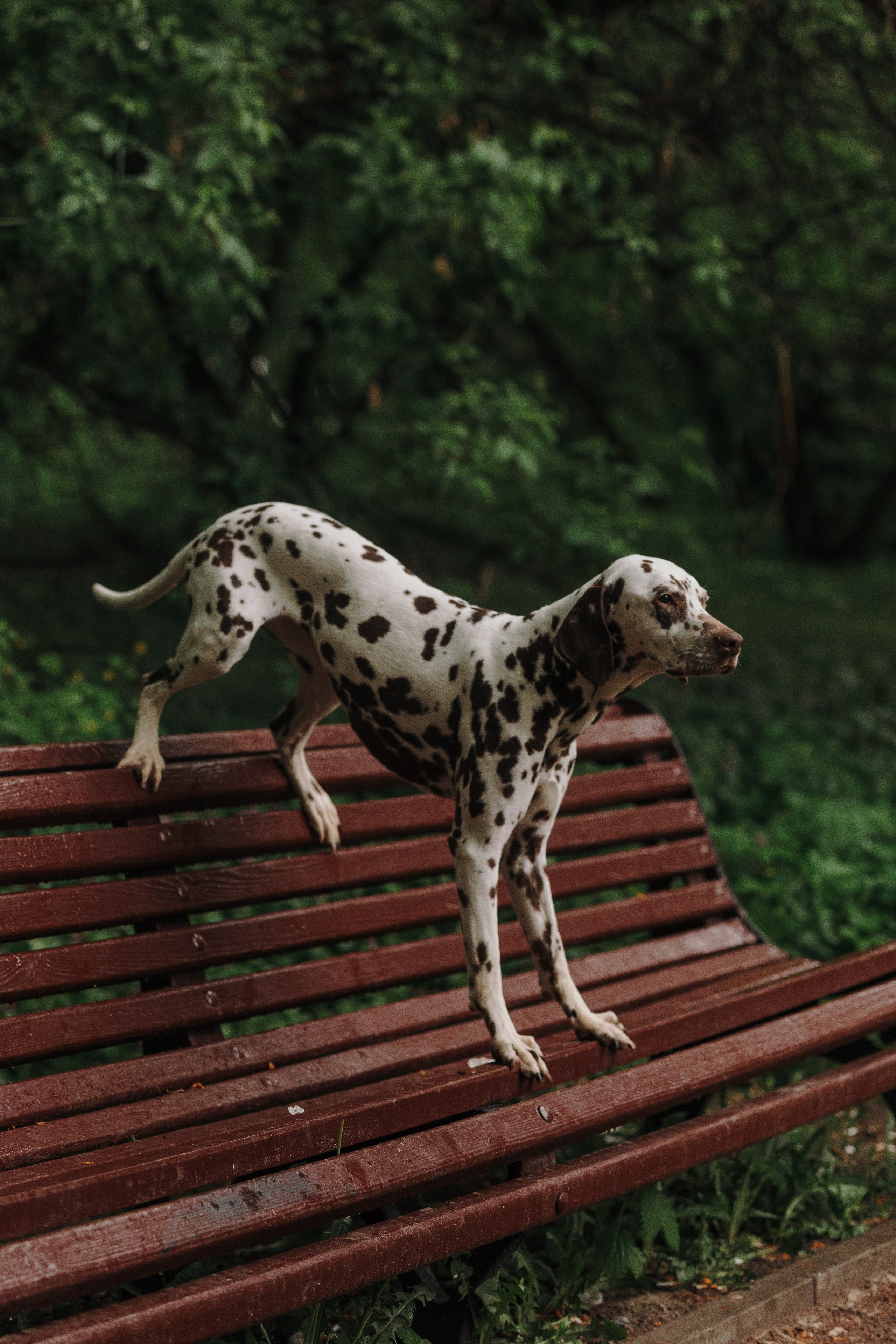 Лили, Уся, Вика и их семья. Фотограф анималист Кристина Карпова, Москва