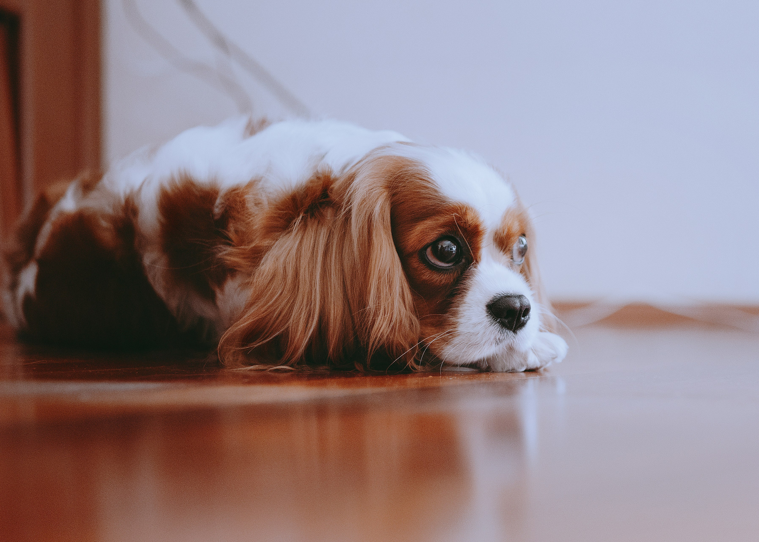 Дольче. Фотограф- анималист Александра Матвеева