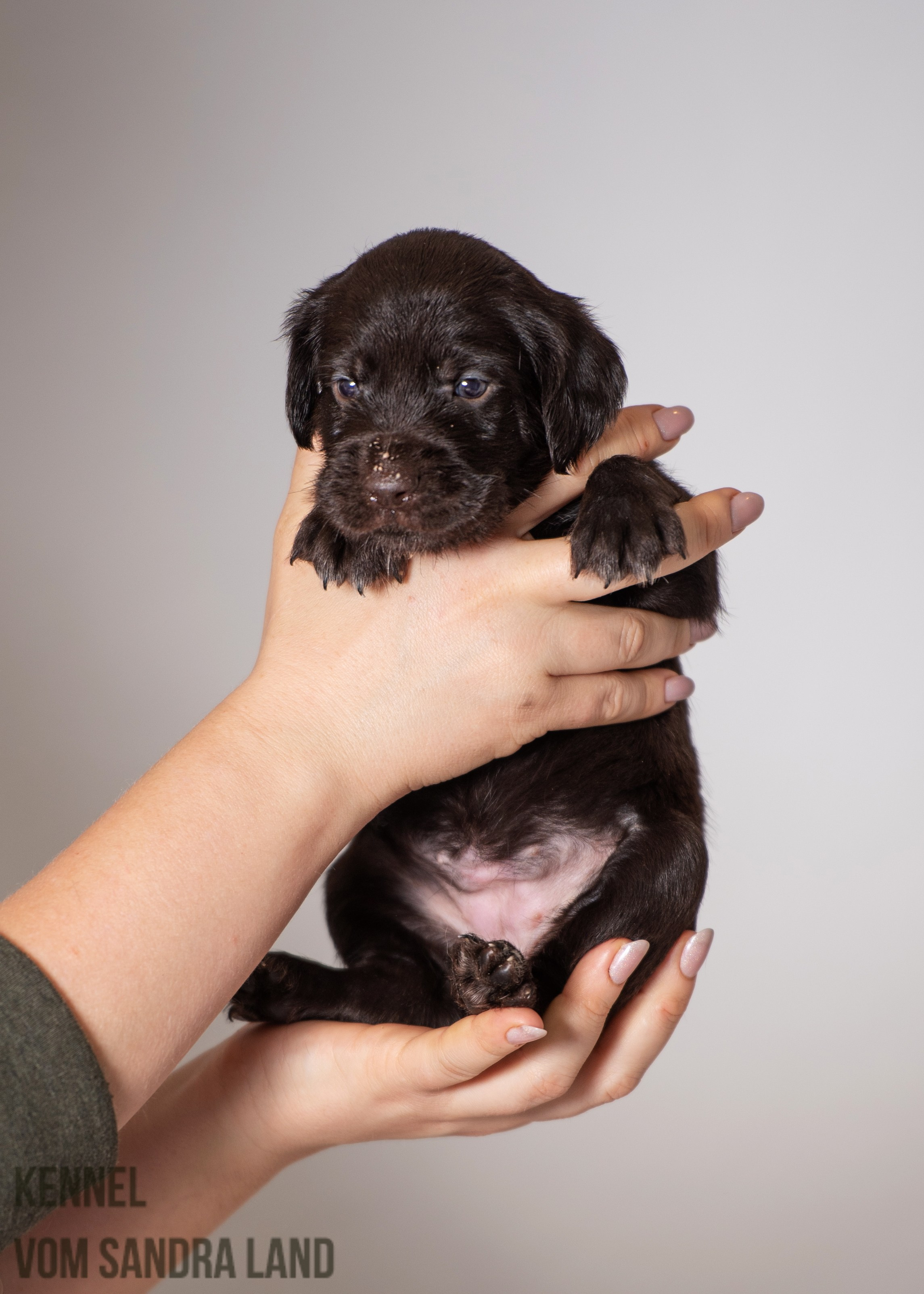 Ведьма вом Сандра Лэнд, Vedma vom Sandra Land