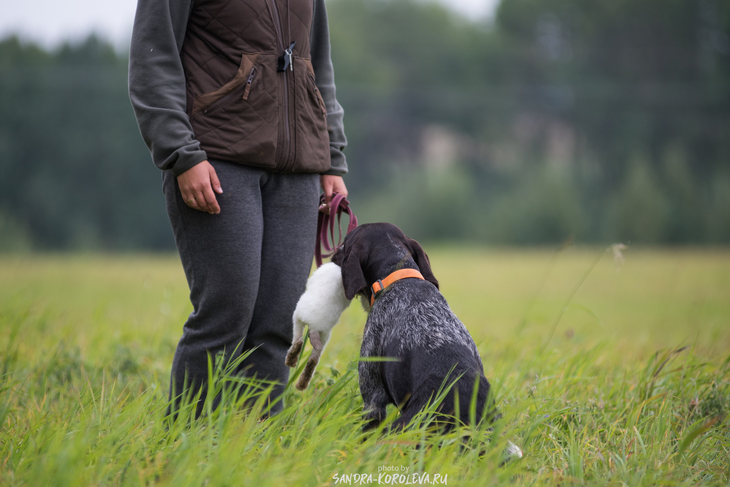 Рабочие дипломы. Главная