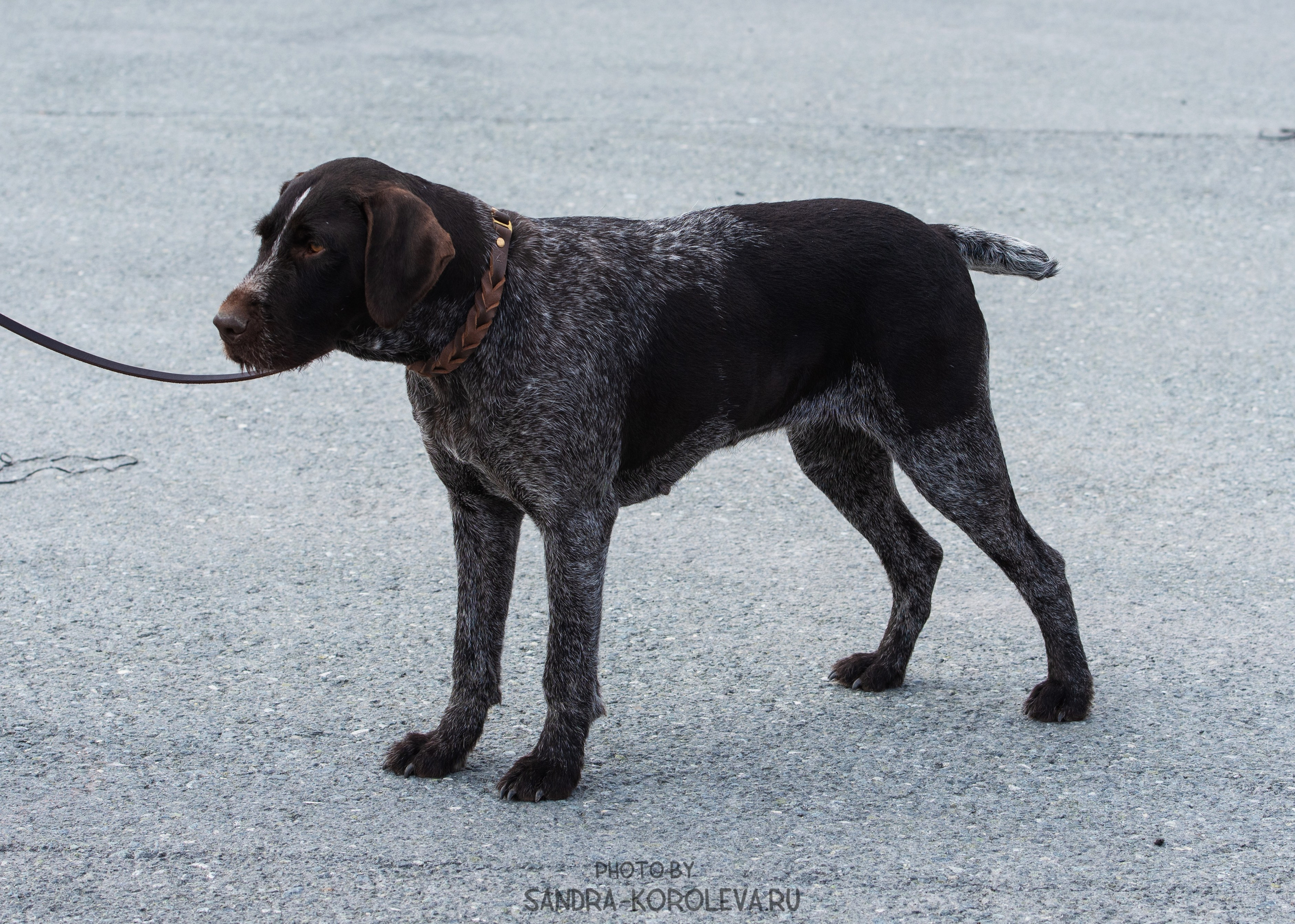 Выставки. Главная