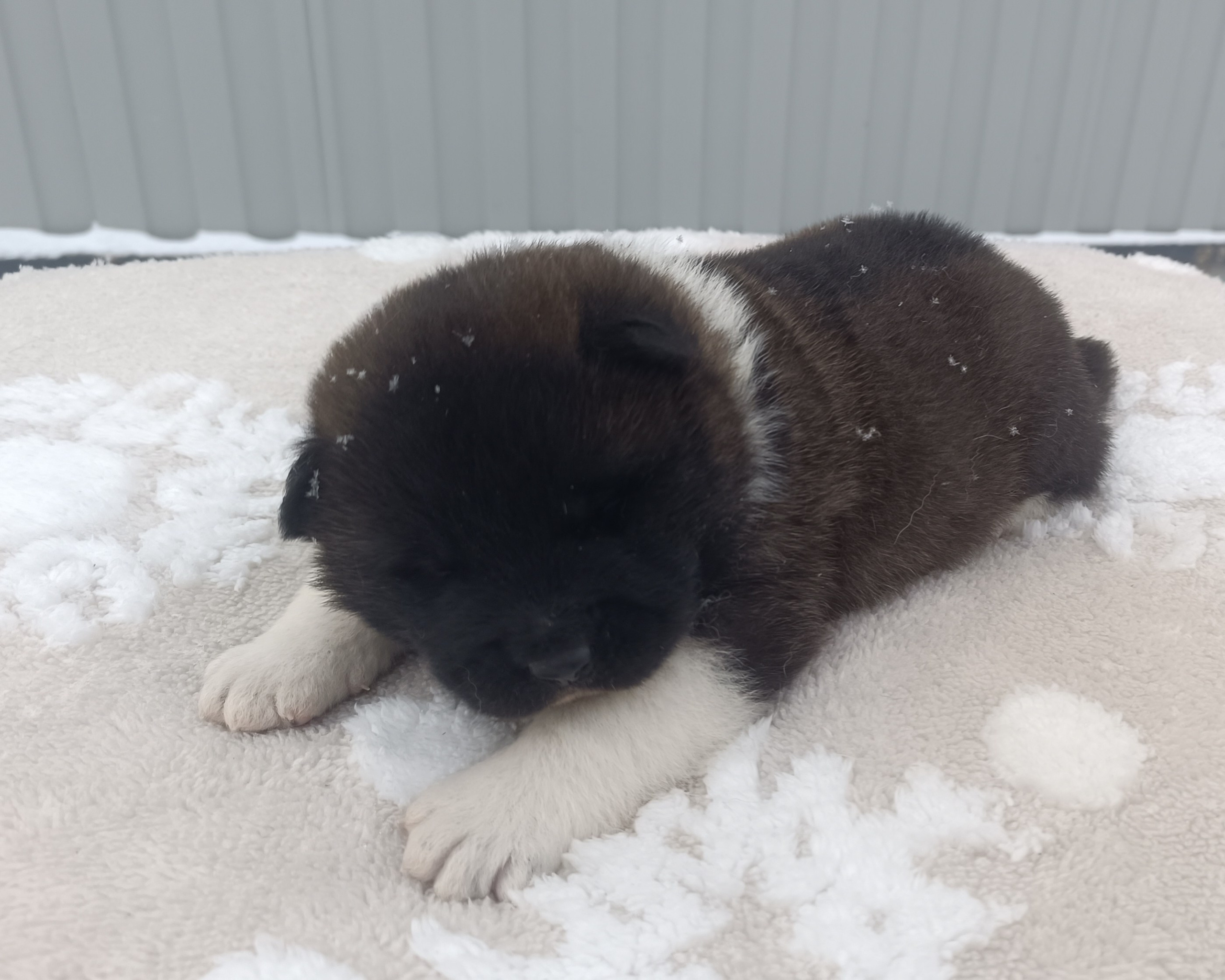 Американская акита  щенки питомник Санкт-Петербург клубные щенки Американская акита питомник RUBYLIGHT Рубилайт купить щенка американской акиты