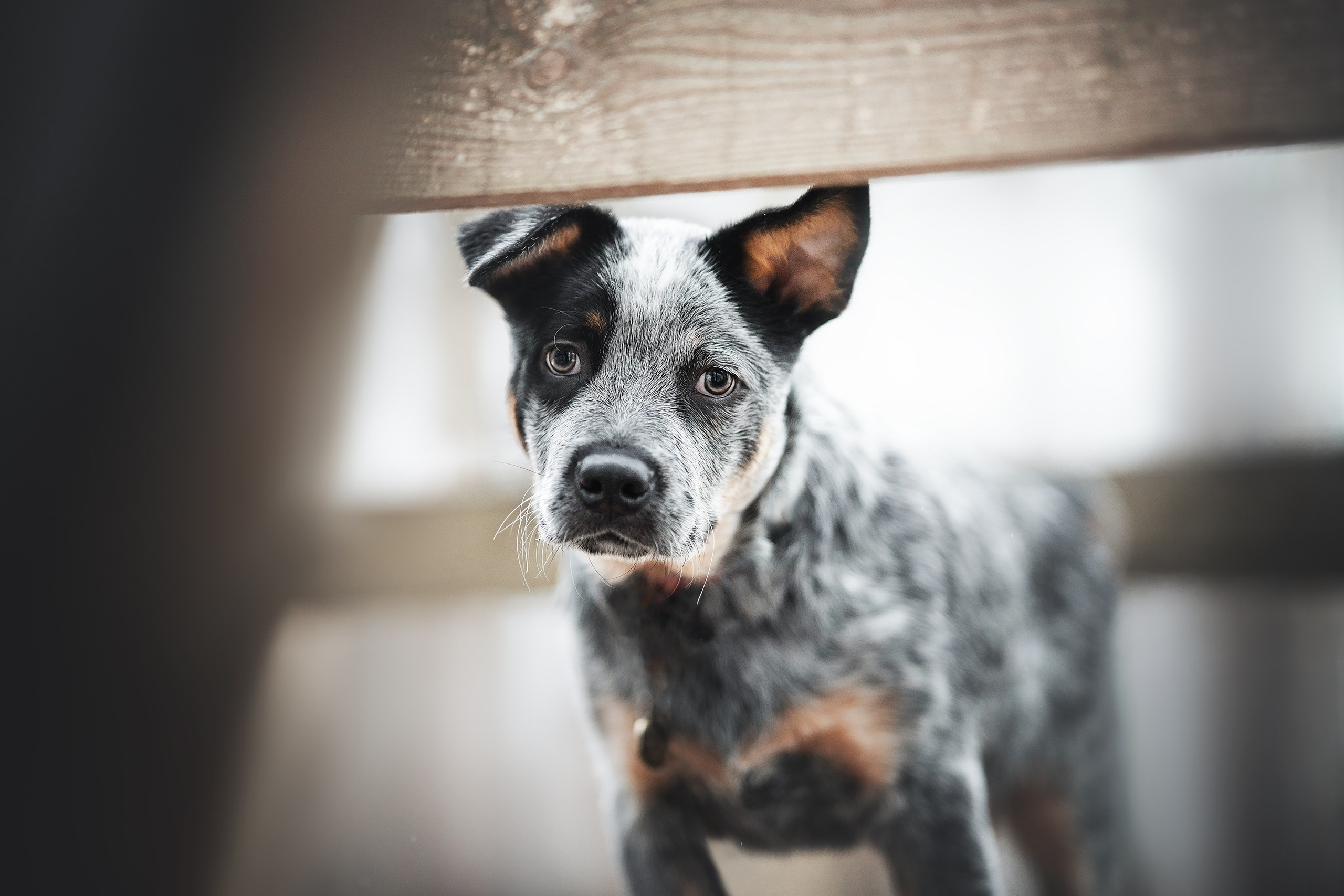 Рокки. Фотограф анималист Осипчикова Мария