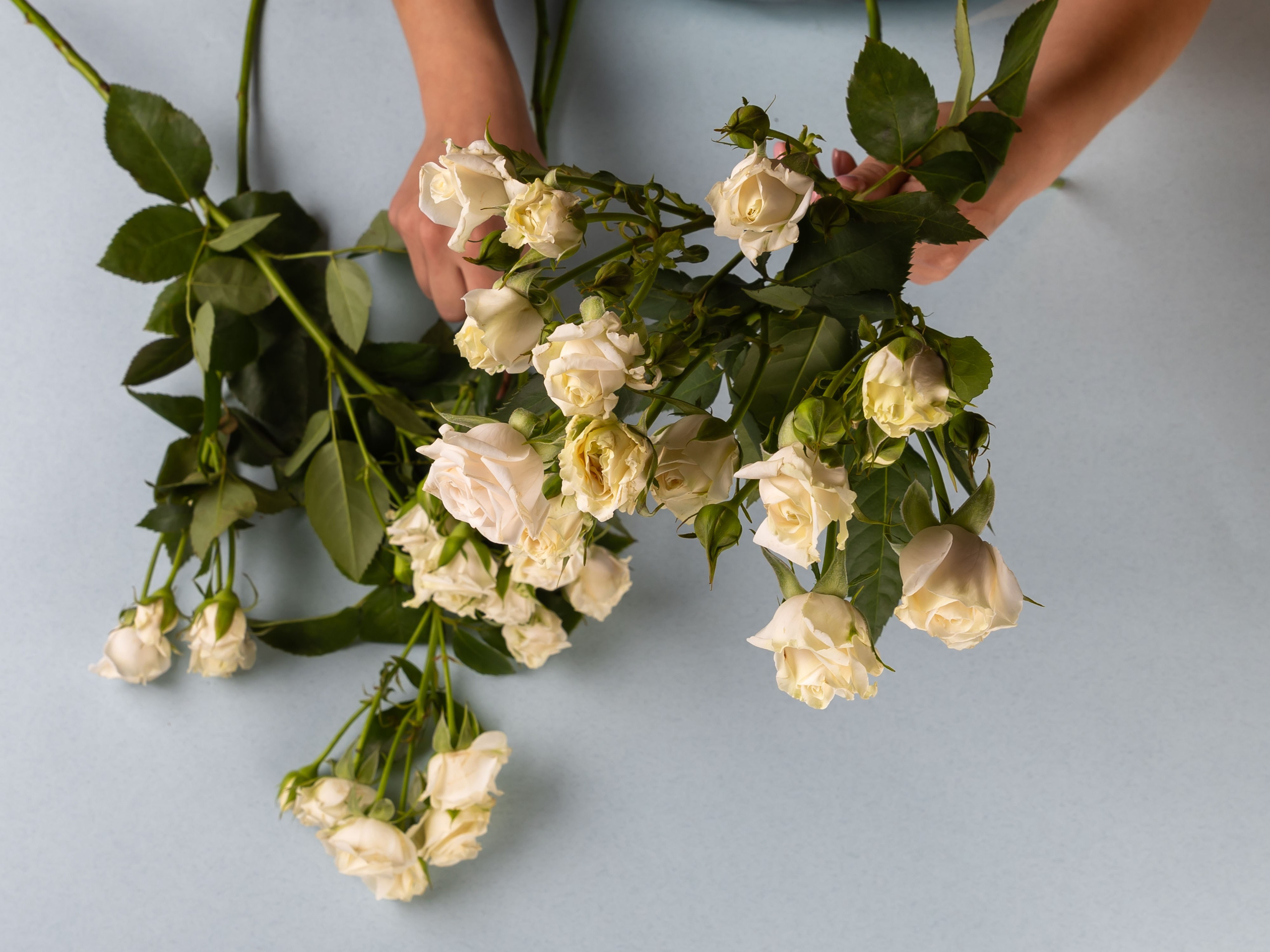 01.08.2025 Фотосессия Цветополис. ФОТОГРАФ ВИНОГРАДОВА ДАРЬЯ