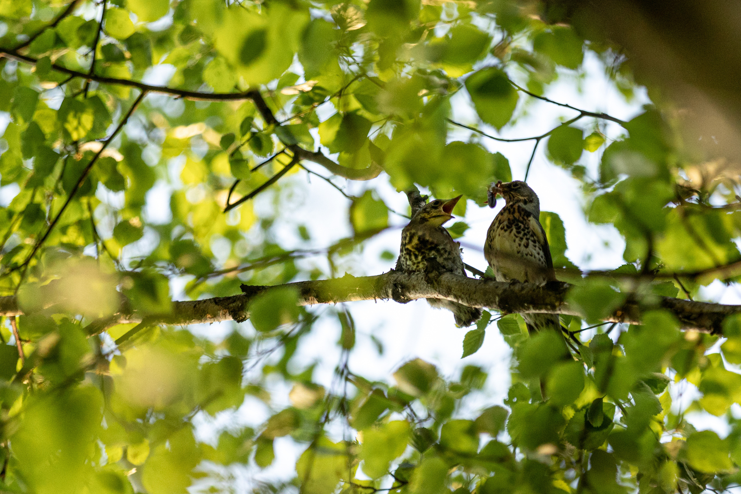 Параллельная вселенная. Фотограф Анна Зиновьева