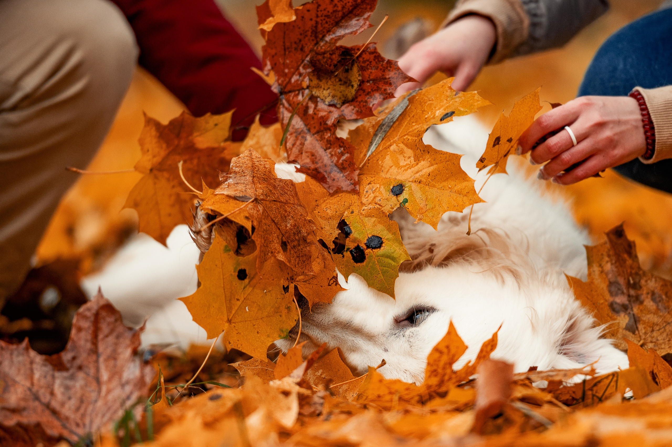 Айс и золотая осень. Фотограф-анималист