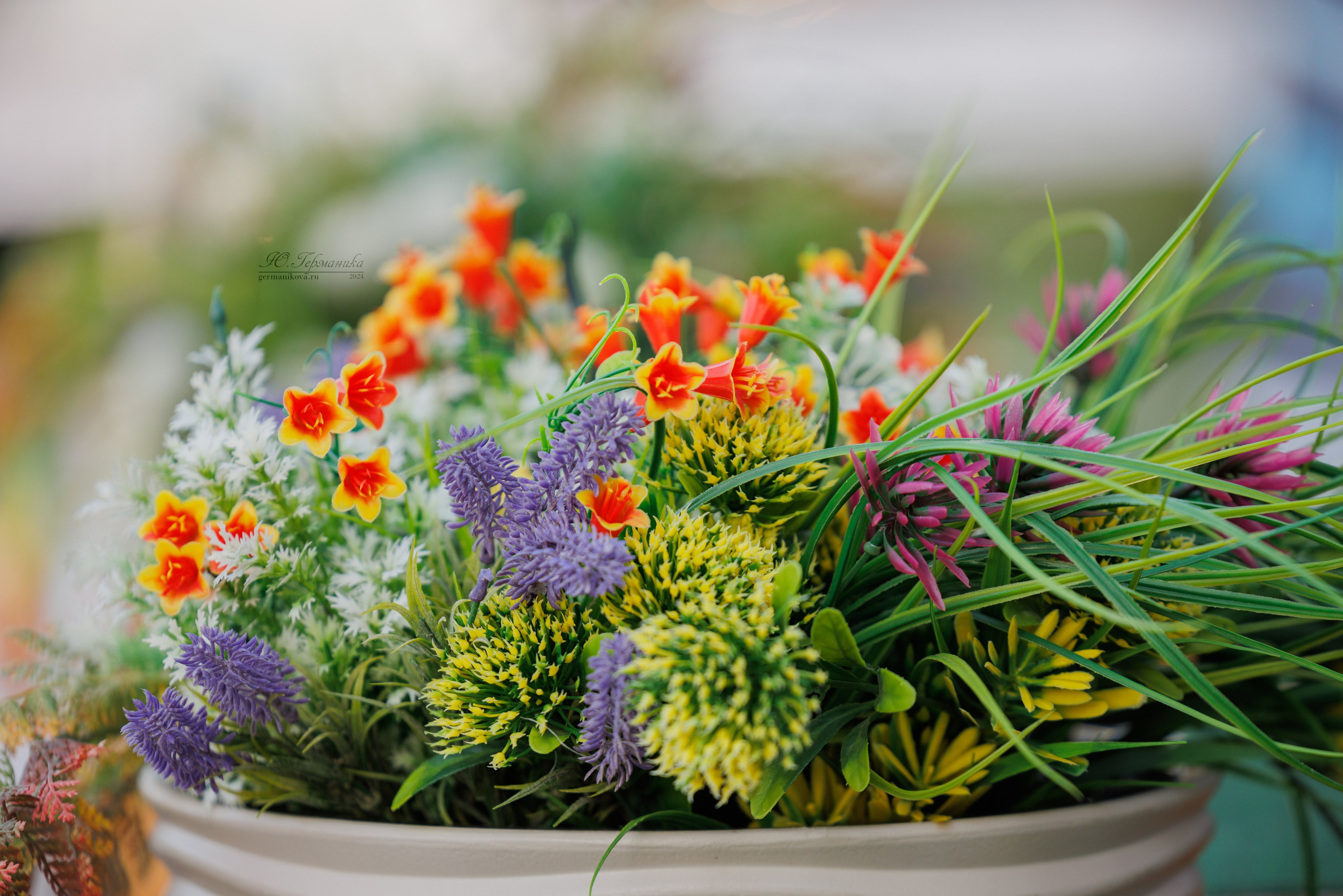 Анапа ротвейлеры 14-15.09.2024. Фотограф-анималист Юлия Германика