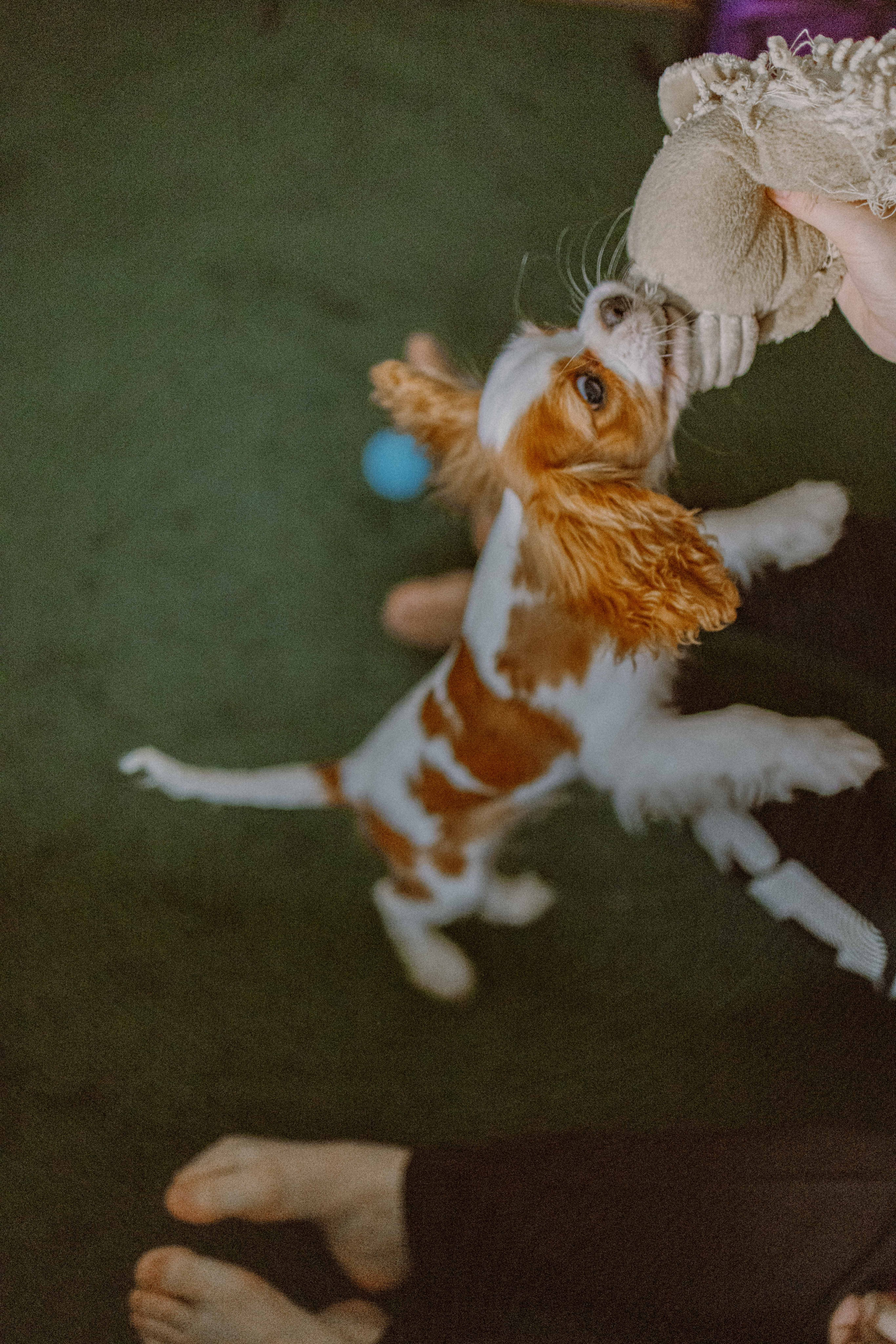 Юля и Кипр. Фотограф-анималист в Москве Лера Черноног