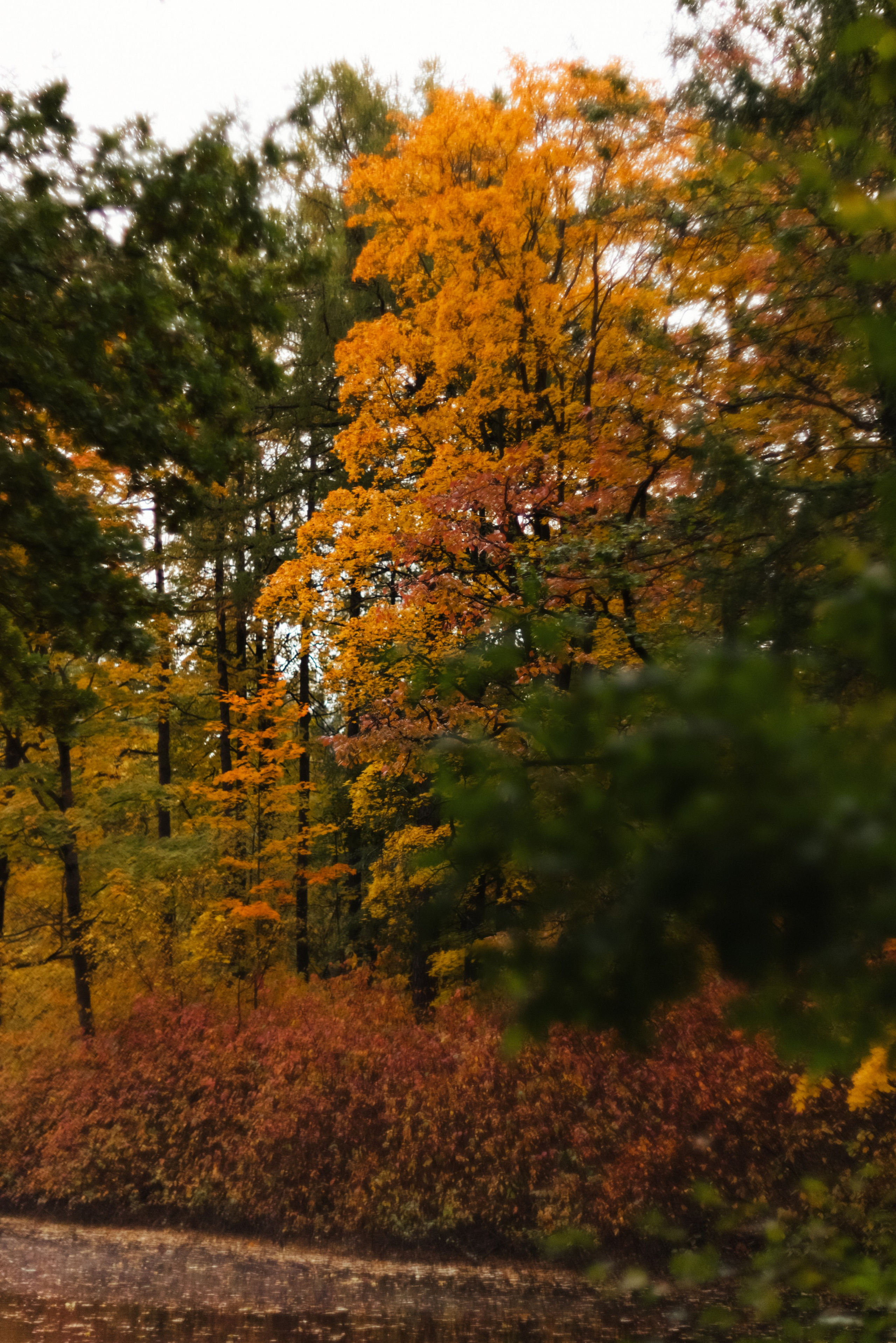 Autumn. Свадебный фотограф Санкт-Петербург DanyaPhotoart