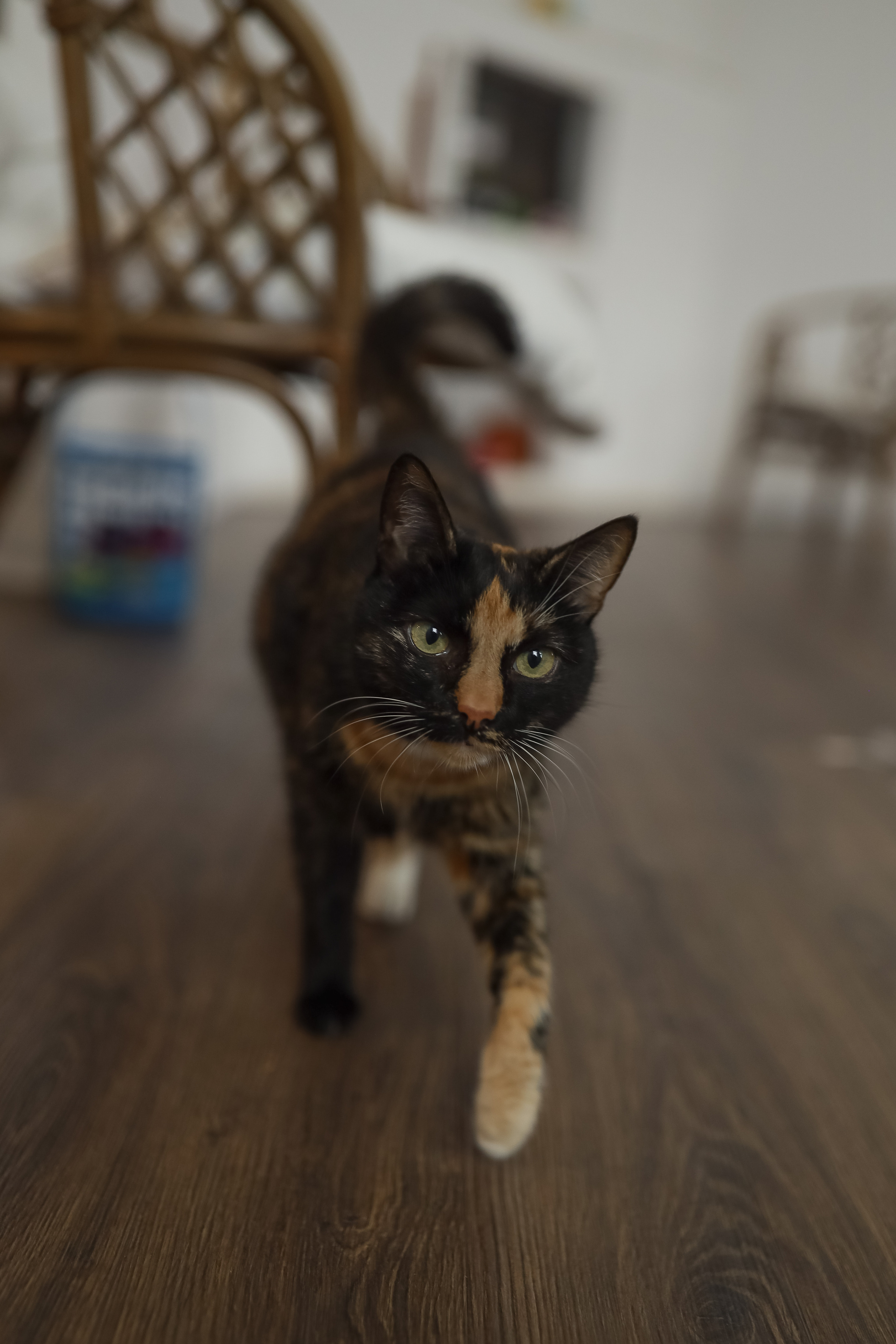 Домашняя фотосессия. Бочарова Мария — школьный фотограф Апрелевка, Новая Москва, Московская область