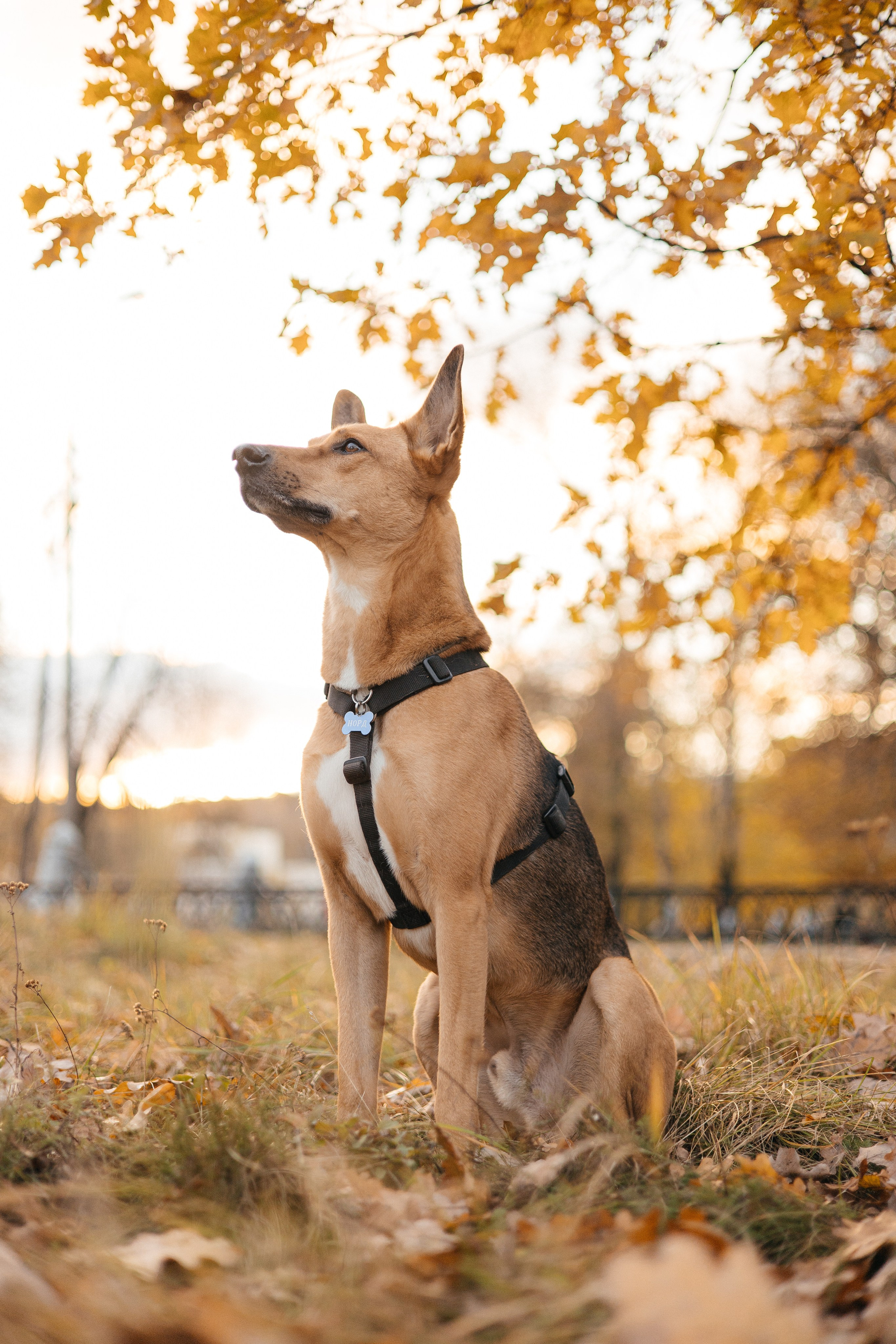 Нелли, Лёша, Рэй и Норд. Фотограф Анна Луценко Москва