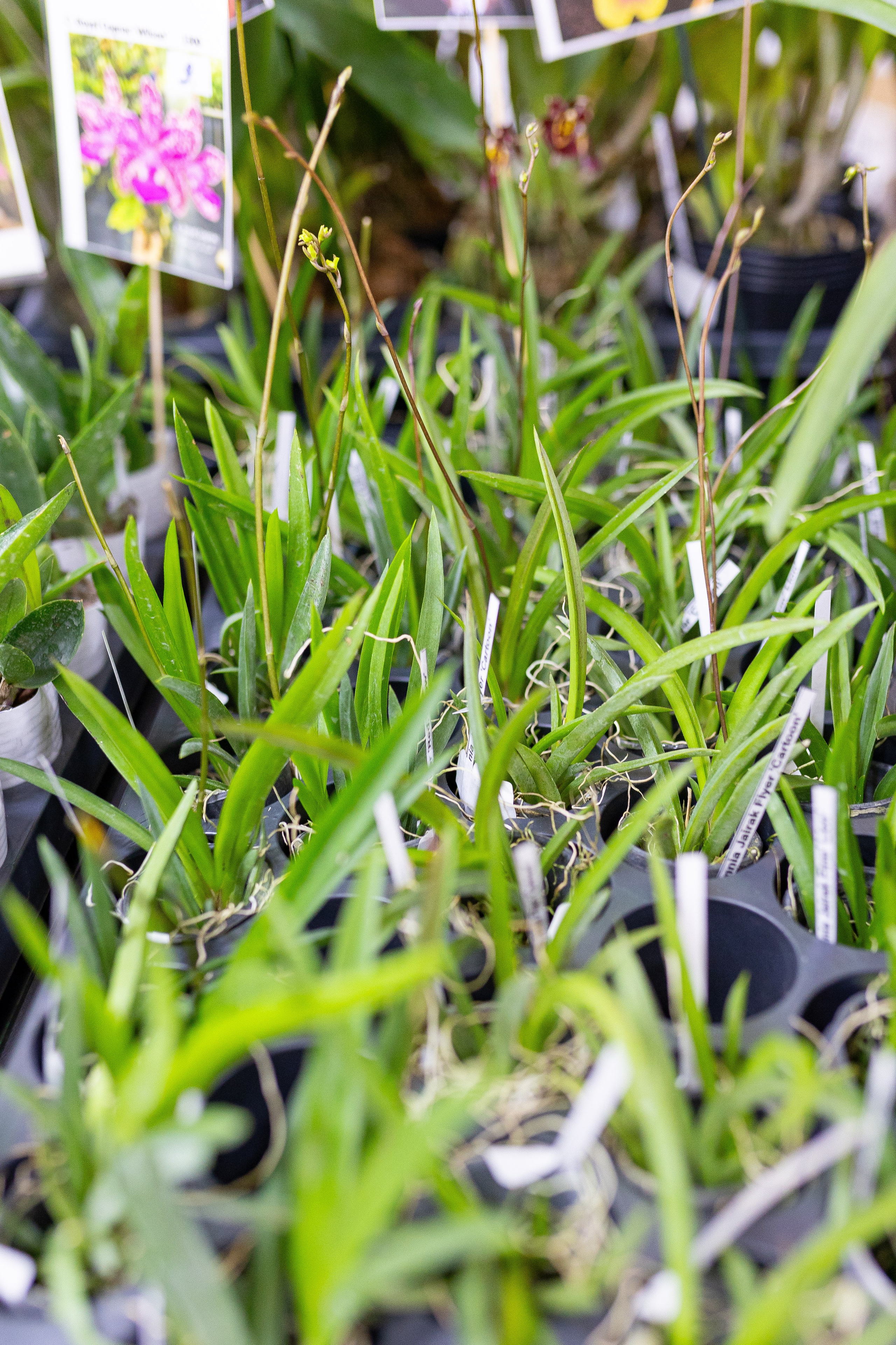 Орхидиум 12.2025. Александра Куликова фотограф, Москва