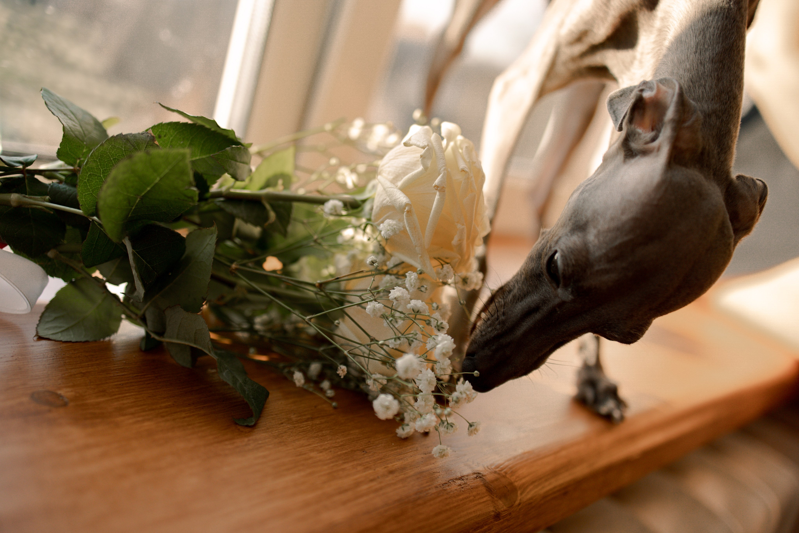 Ксюша и Луна. Фотограф — Анималист | Санкт-Петербург