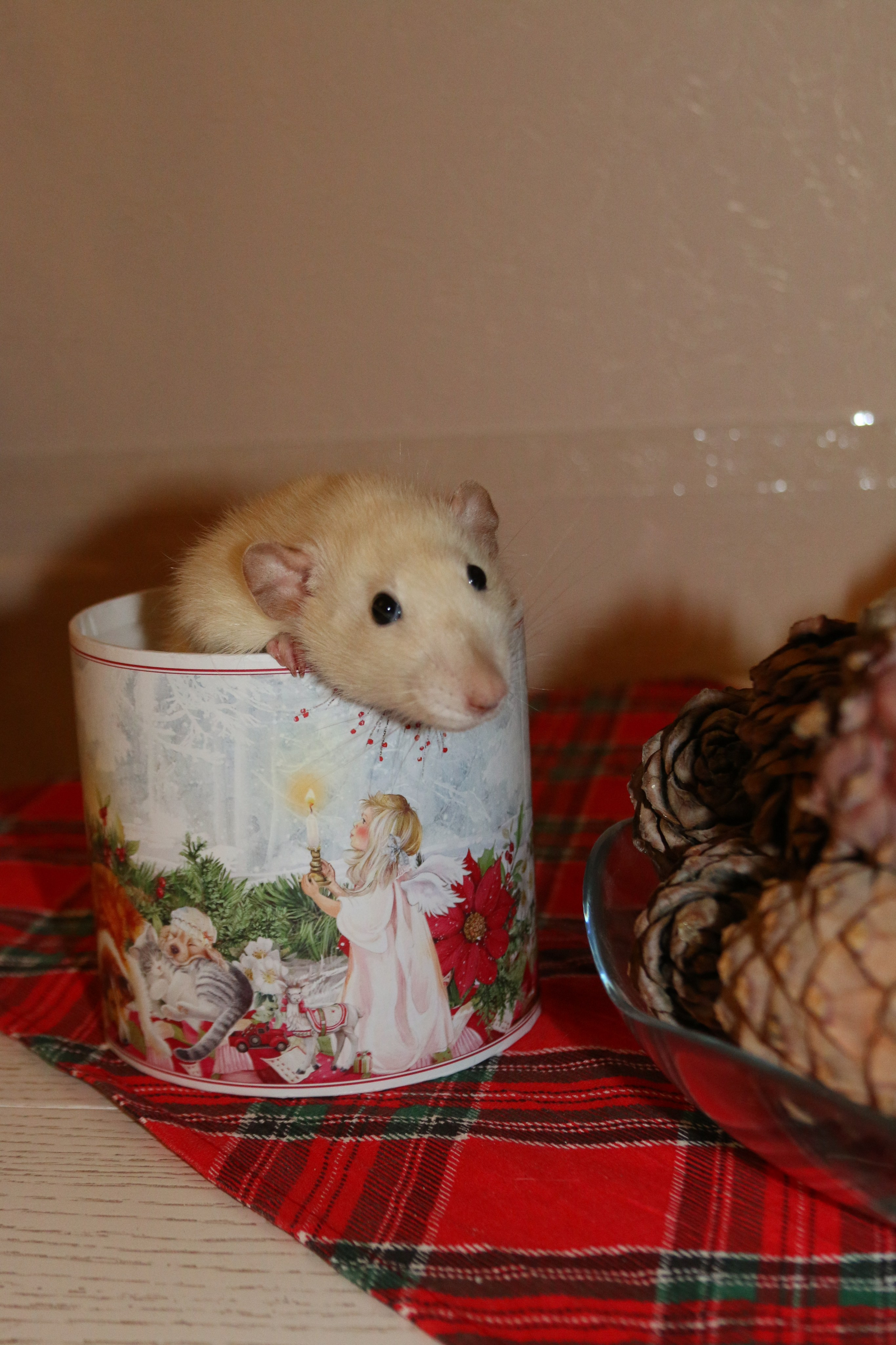 Съемка с питомцем