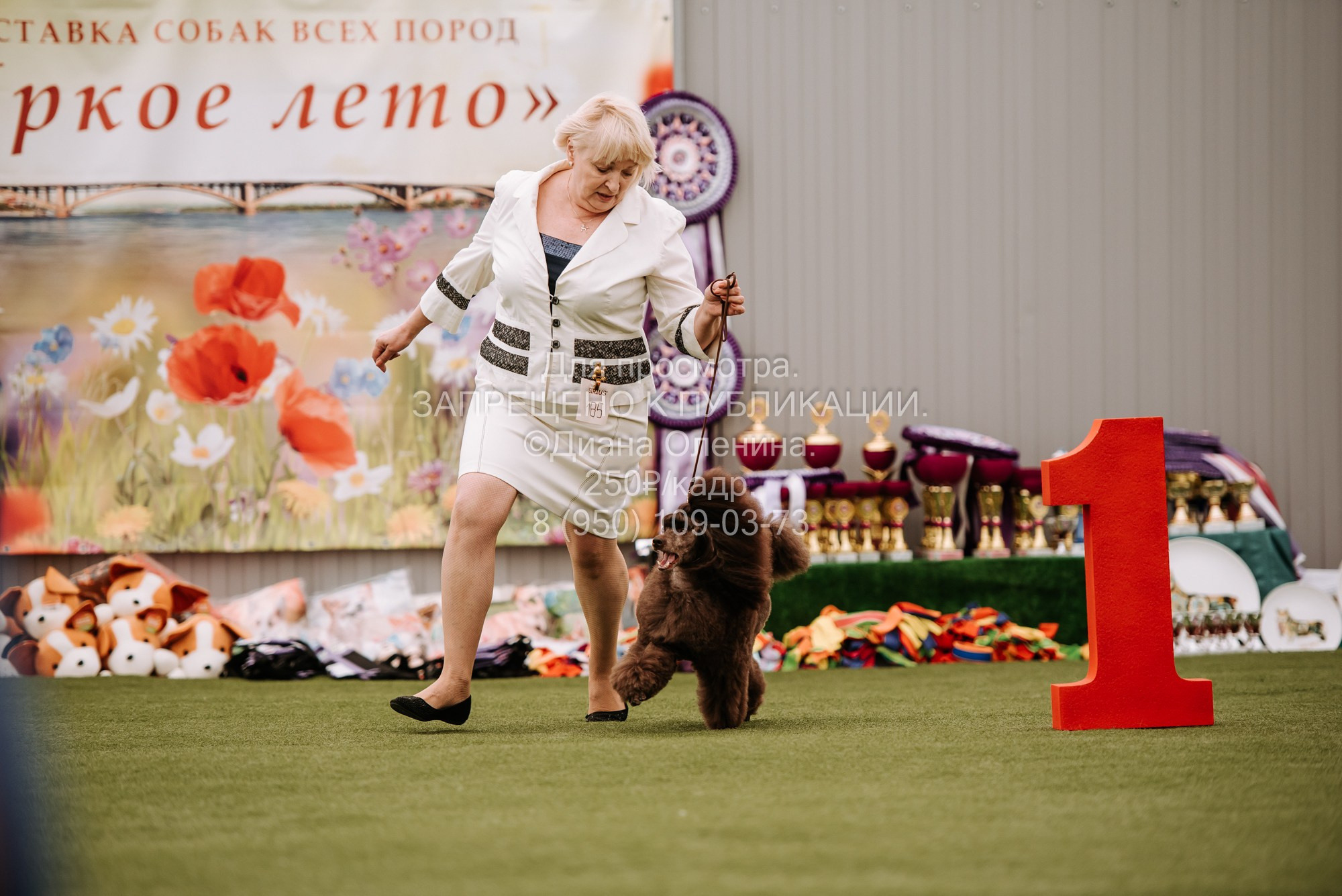 Выставка собак Красноярск 2.06. Фотограф Диана Оленина Красноярск / Братск