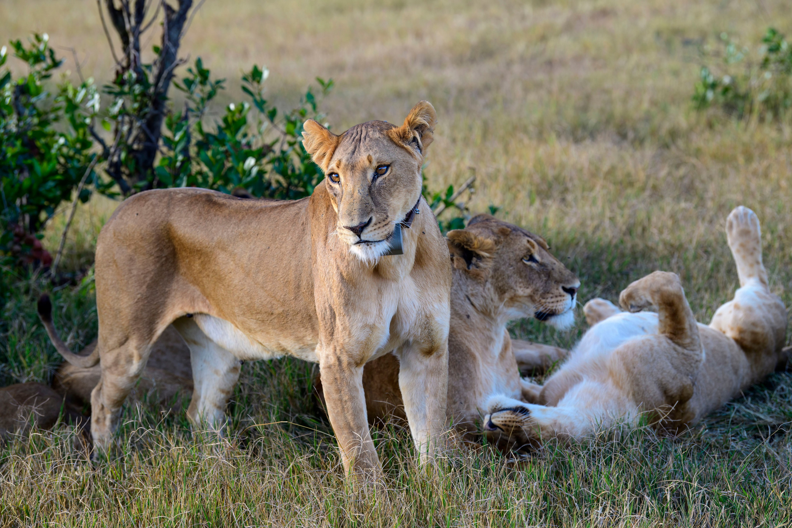 Кения. Wildlife photography by Sergey Puponin