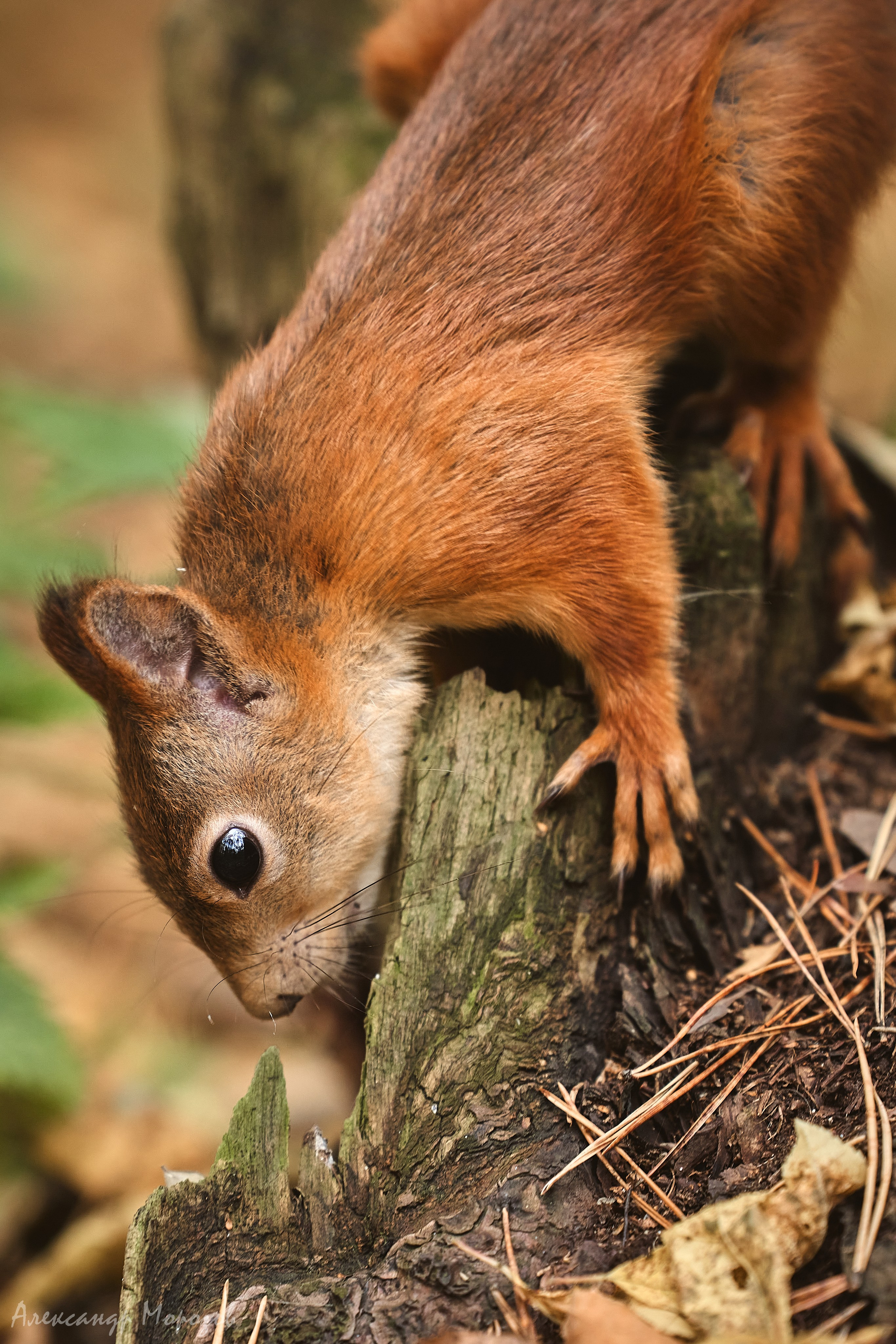 Осень в деталях. Фотограф в Екатеринбурге Александр Морозов