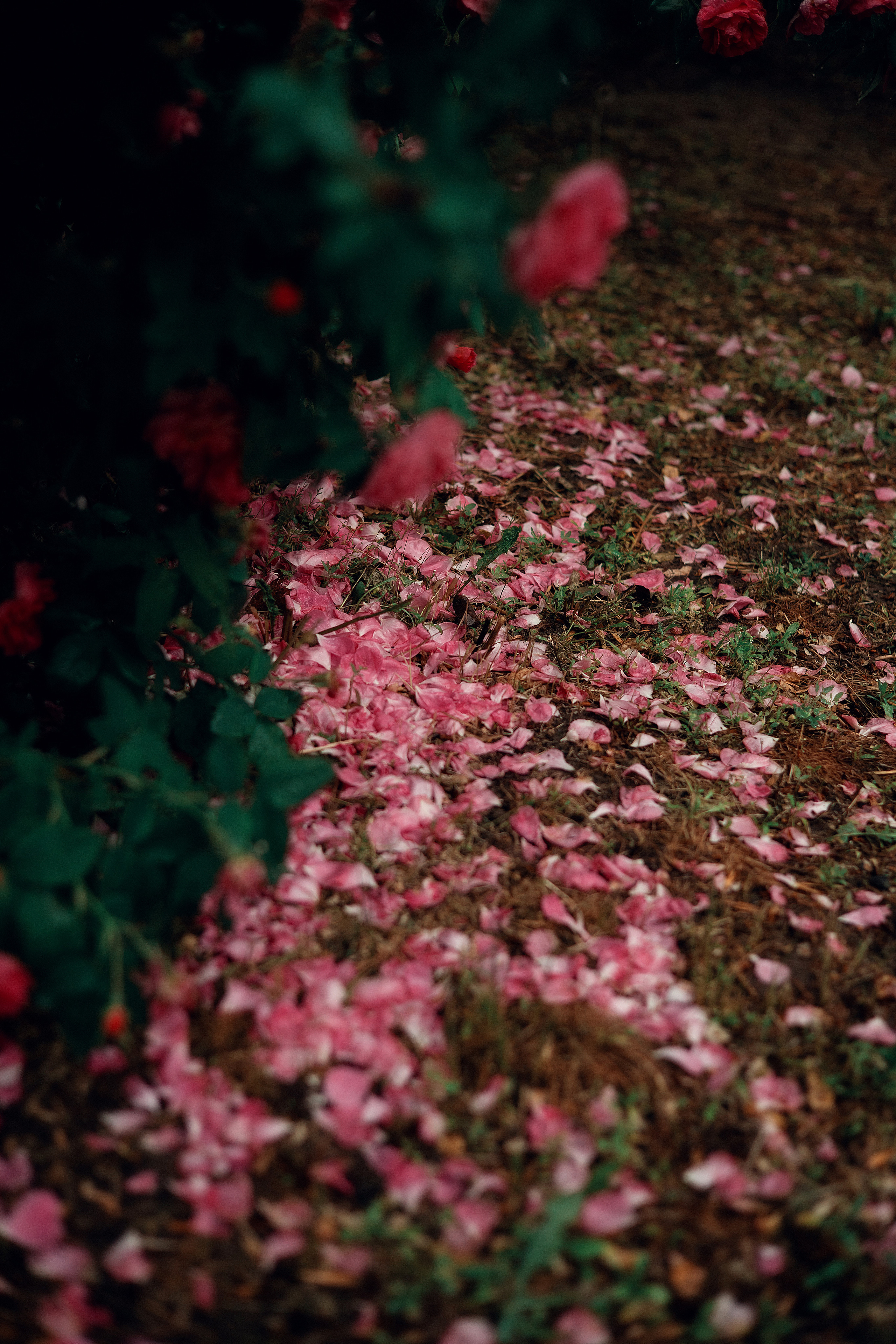 Настя под дождем. Ваш фотограф в г. Волгоград и по всей России Севастьянова Ульяна