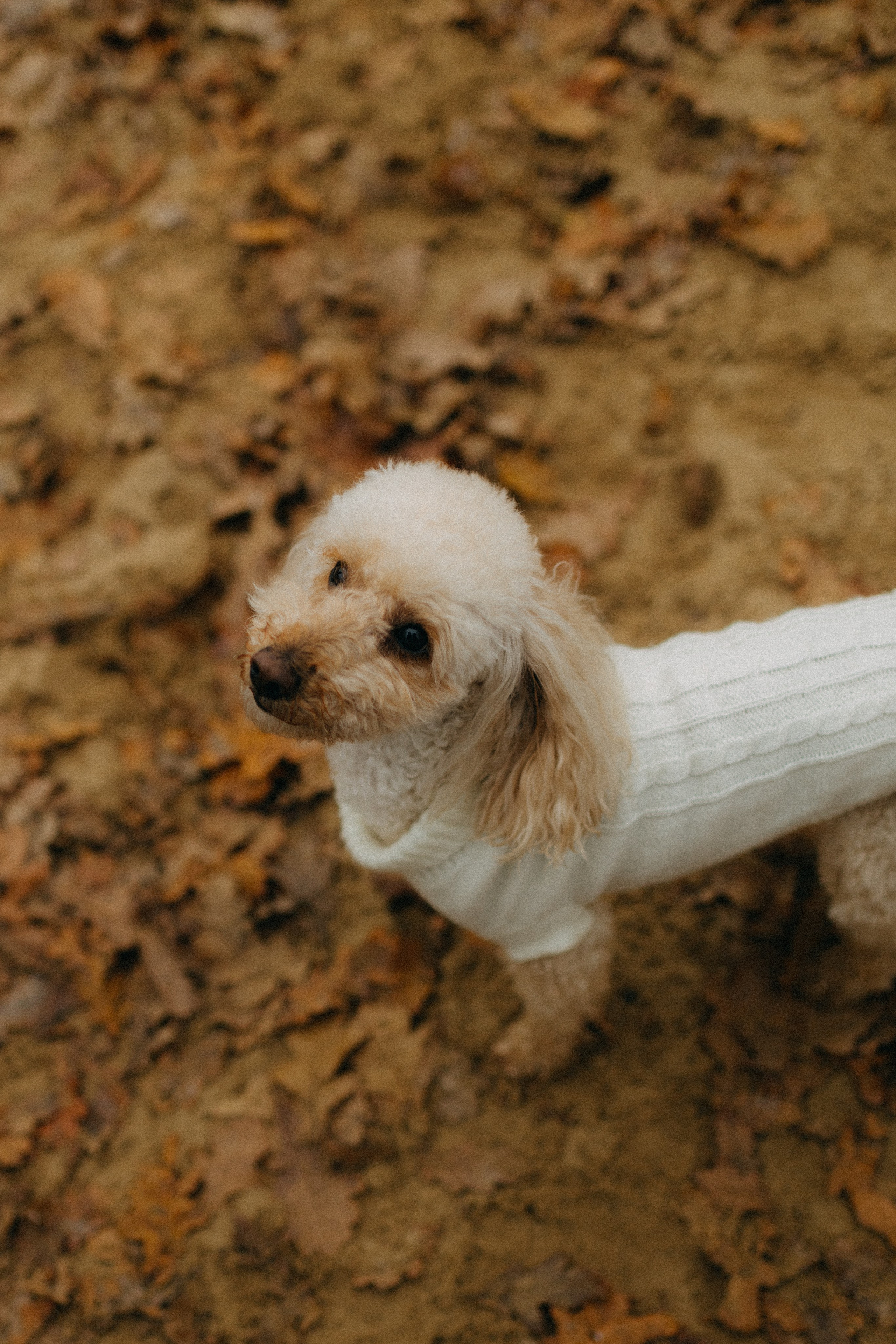 Лена & Миша. Фотограф НОГИНСК, Москва, Анастасия Белая