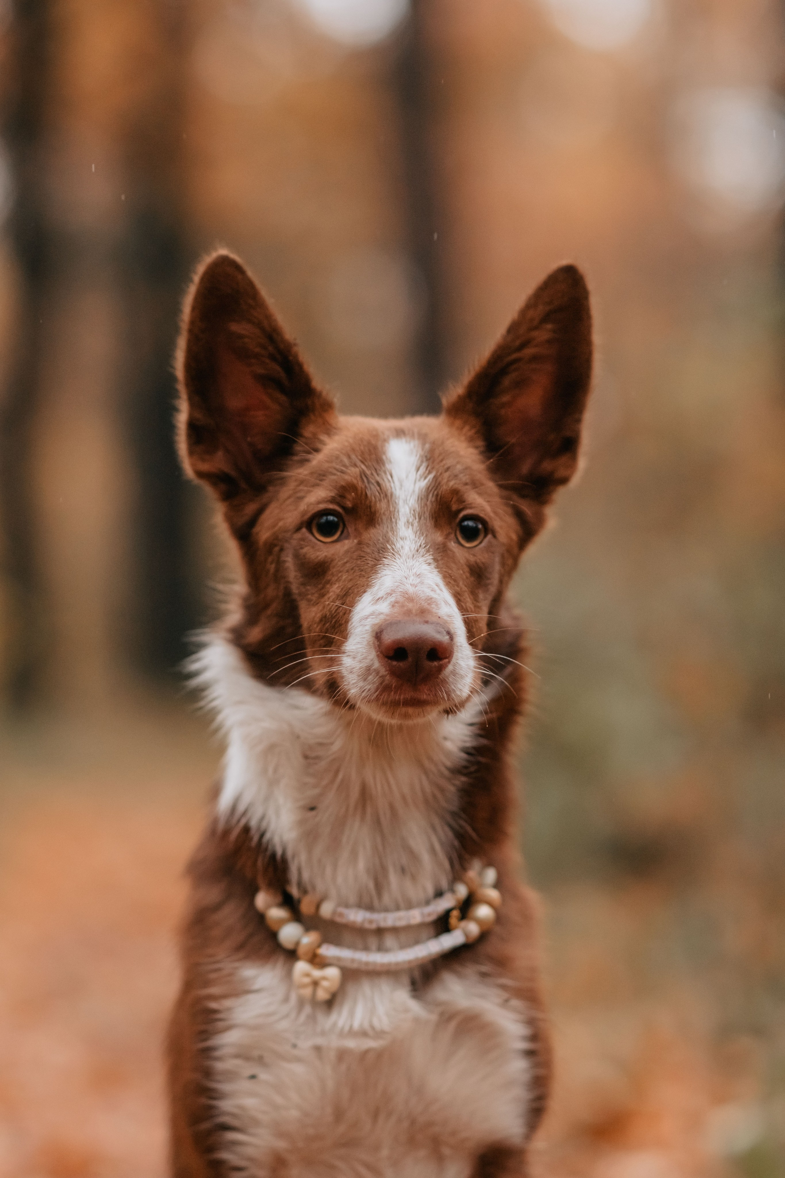 Марина и Энс в осеннем дождливом лесу. Семейный фотограф анималист Мария Крючкова