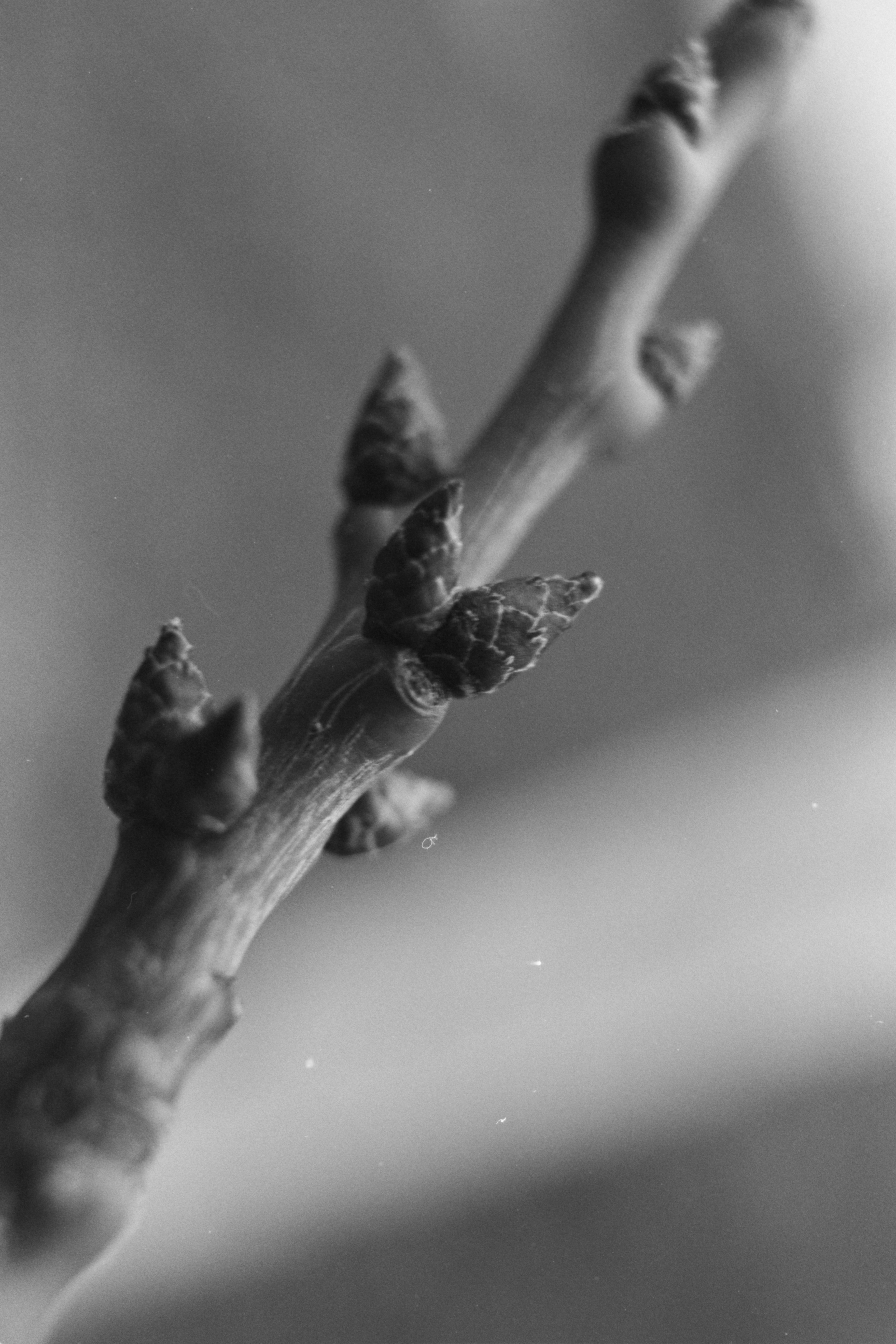 Пленочная история. Дмитрий Пропадалин, Нейрофотография