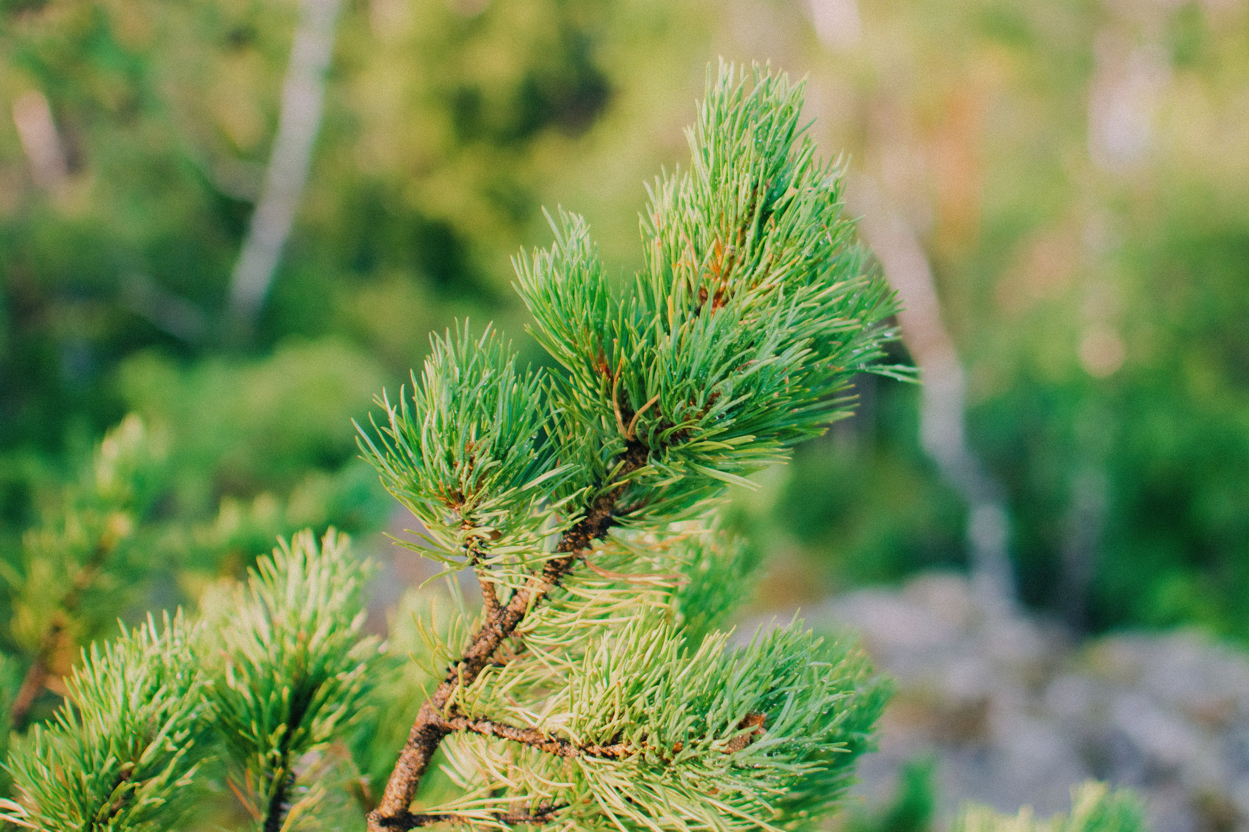Маша. Денис Прохоров Фотограф в г. Магнитогорск
