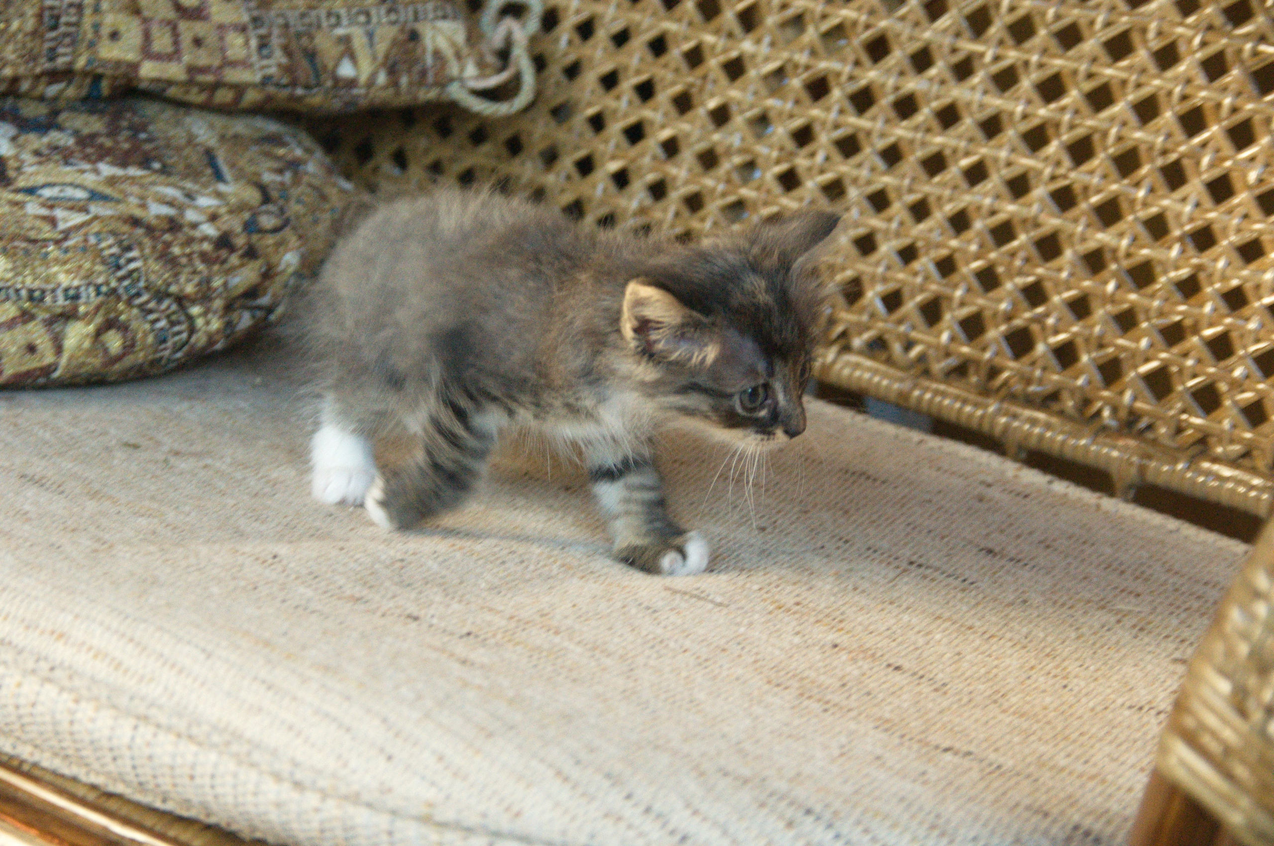 Котята на кушетке. Фотограф Евгений Симохин