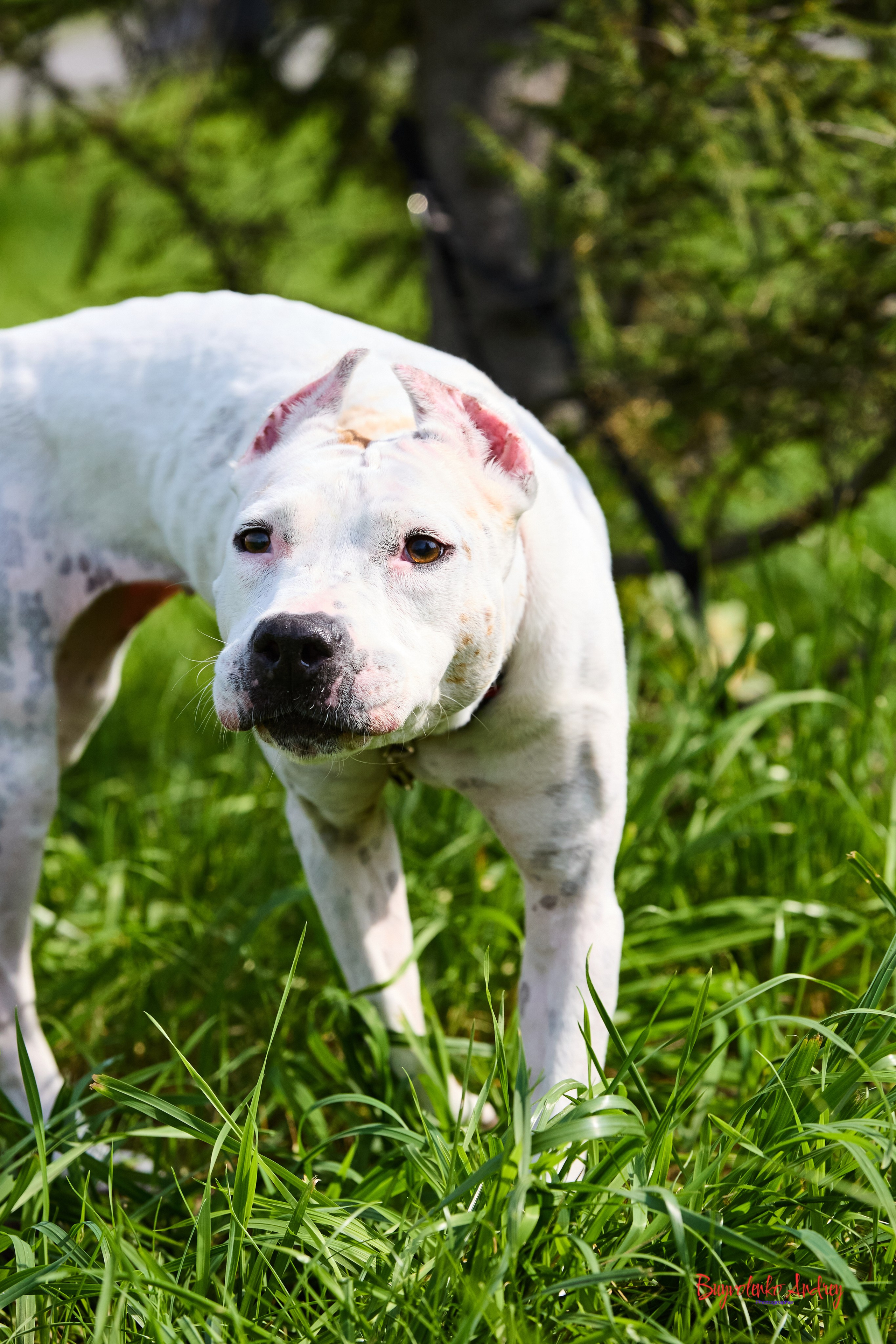 Проект фотопрогулка с хвостиком. Buyvolenko Andrey