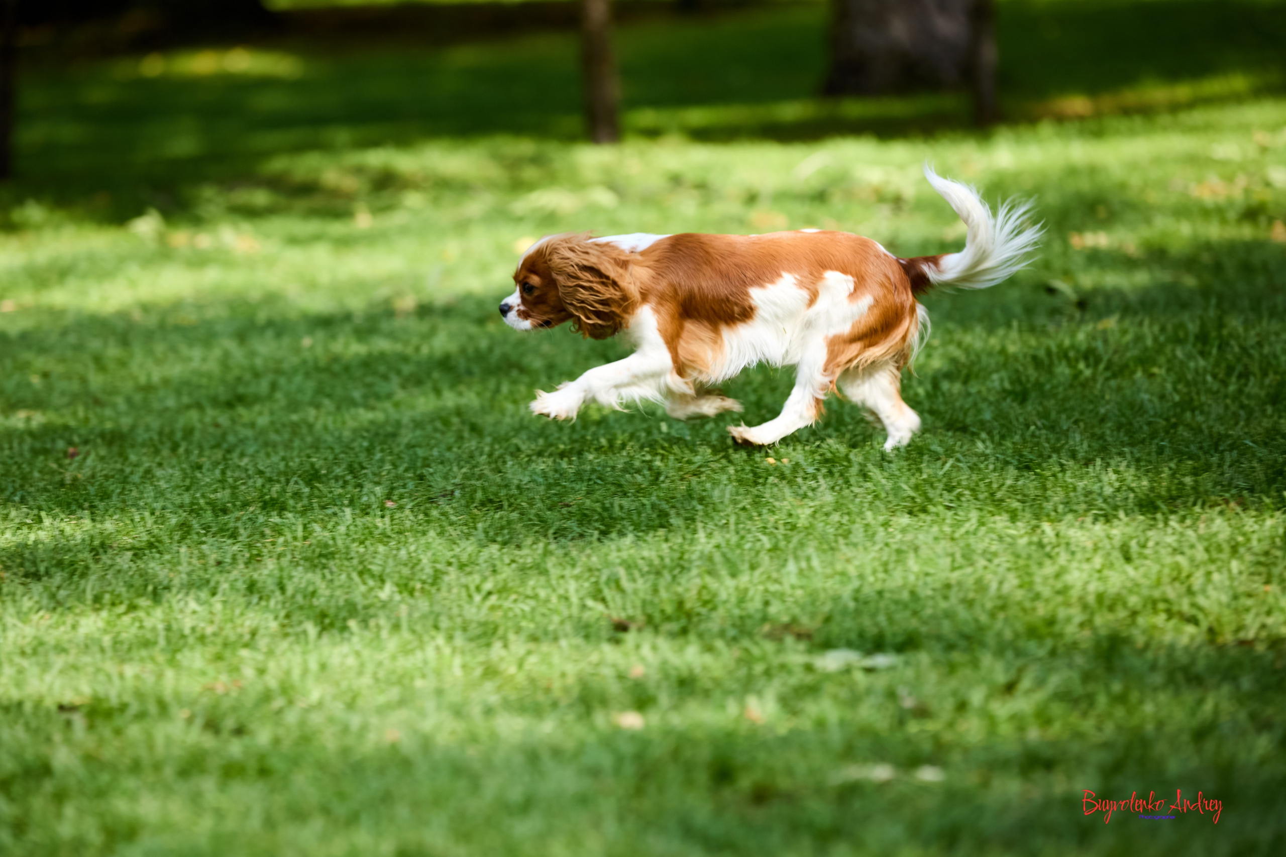 Фотопрогулка с кавалерами. Buyvolenko Andrey