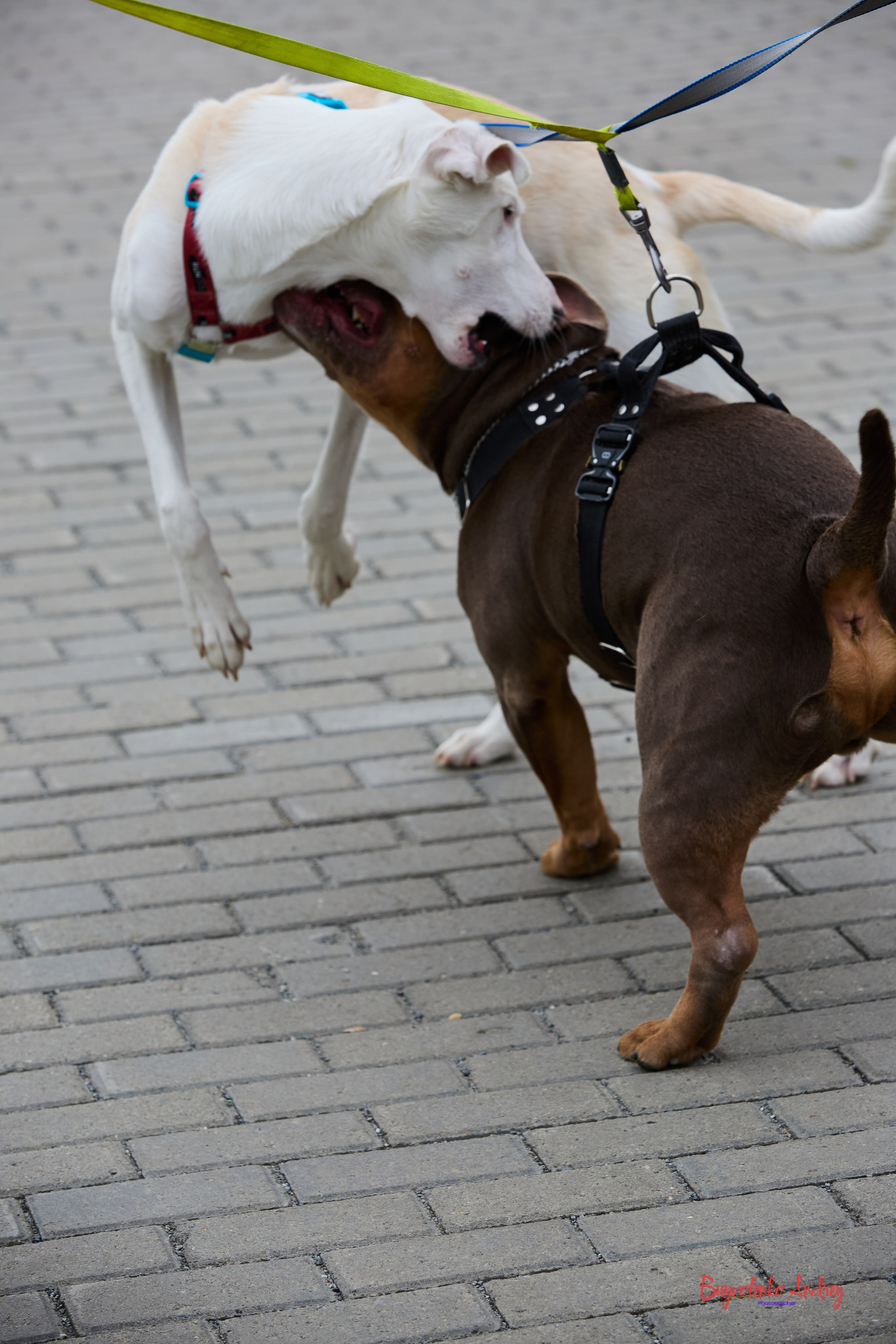 Проект фотопрогулка с хвостиком. Buyvolenko Andrey