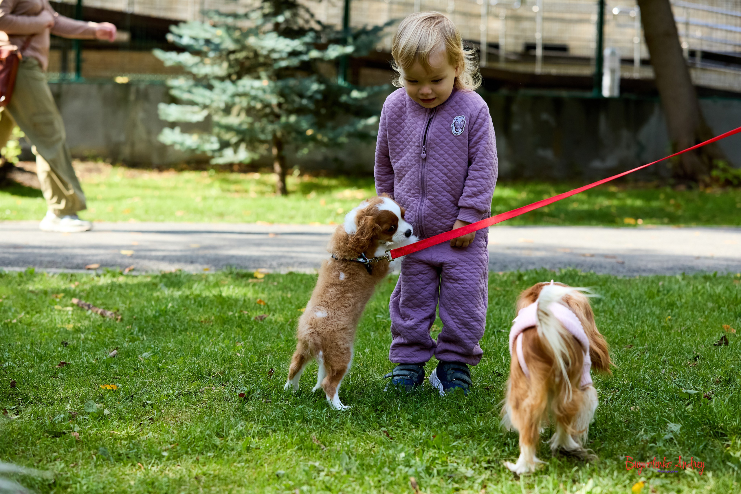 Фотопрогулка с кавалерами. Buyvolenko Andrey
