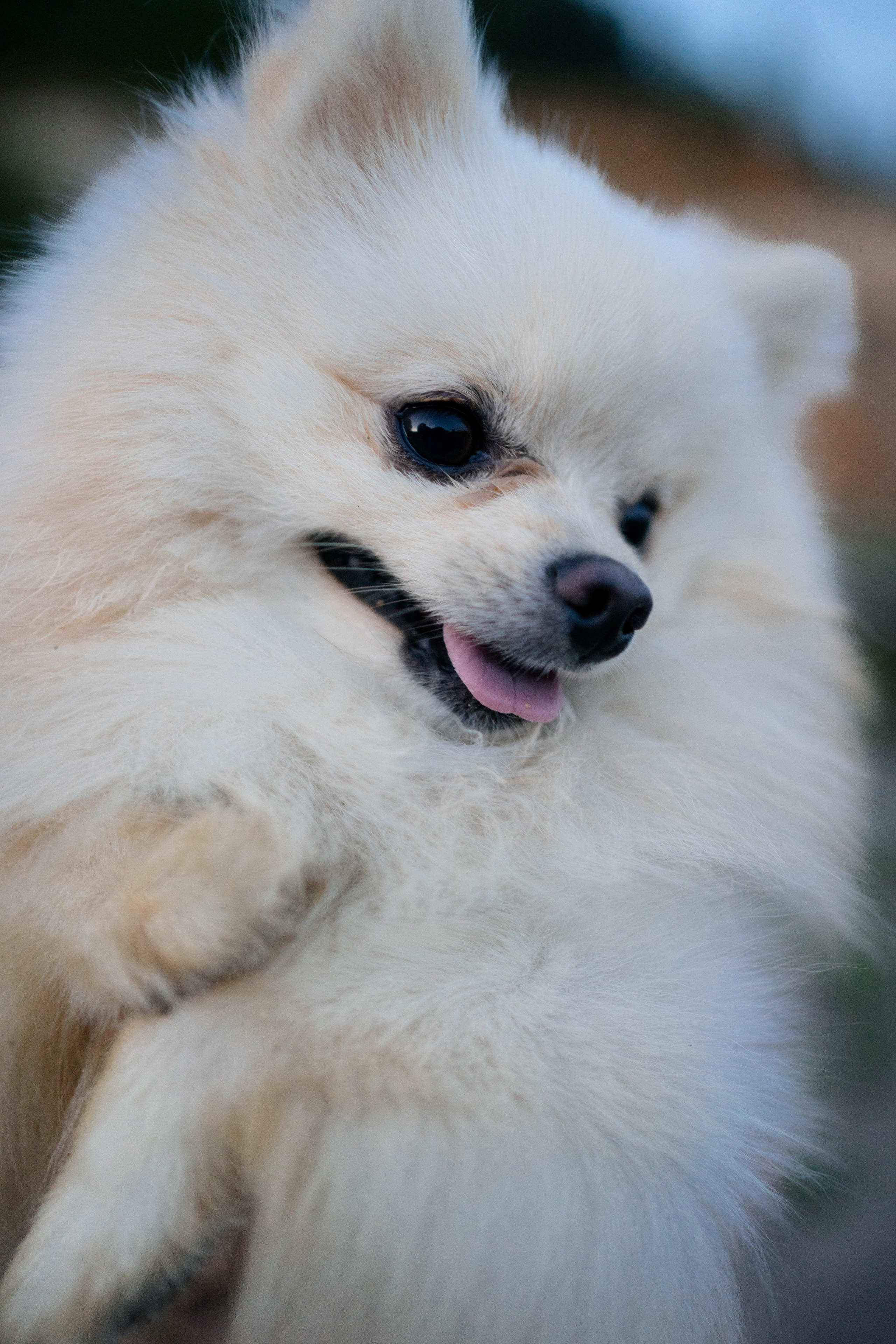 Женя, Паша и Бурф. Елена Чернега свадебный и коммерческий фотограф