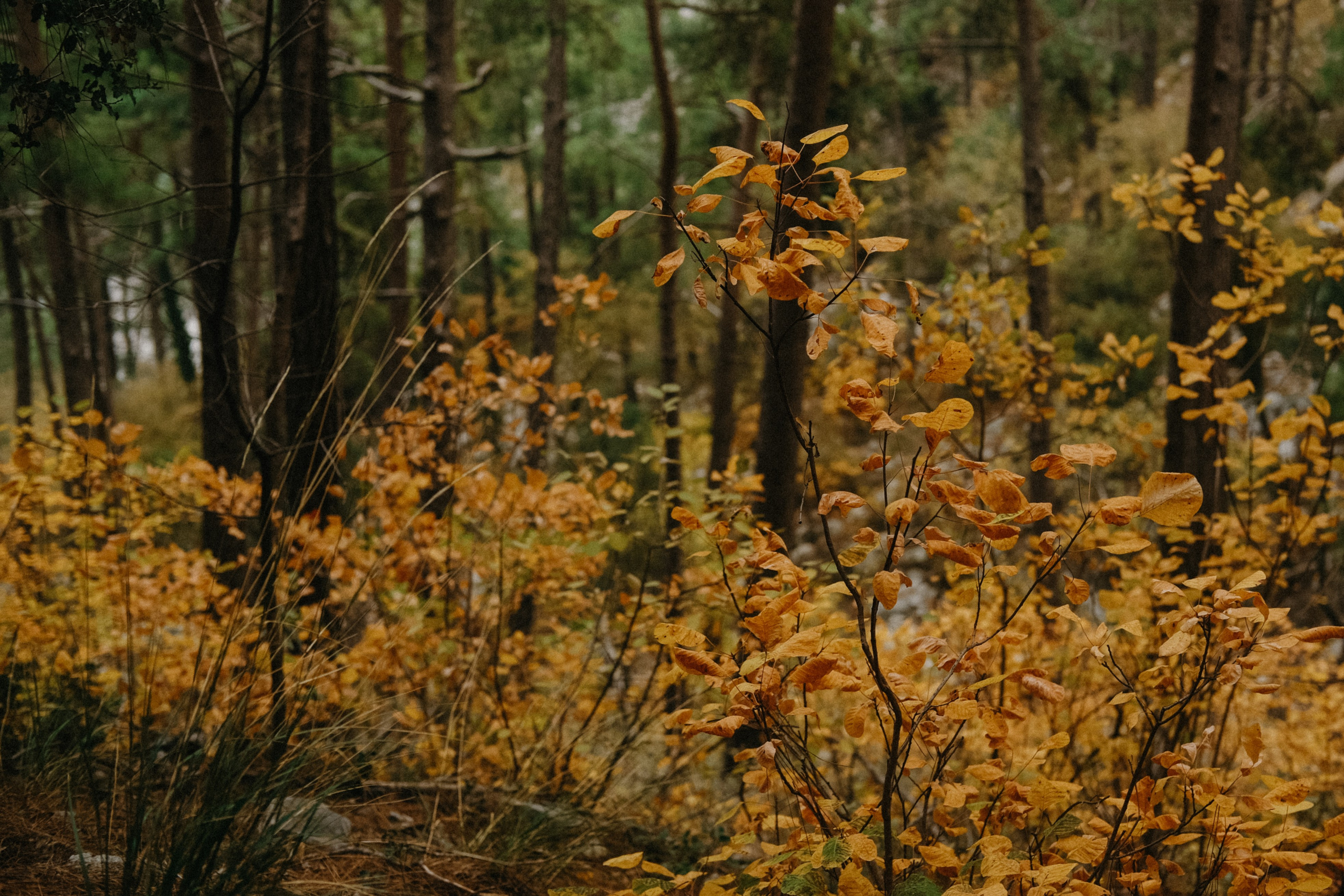 Lycian Way: Turkey. Обо мне