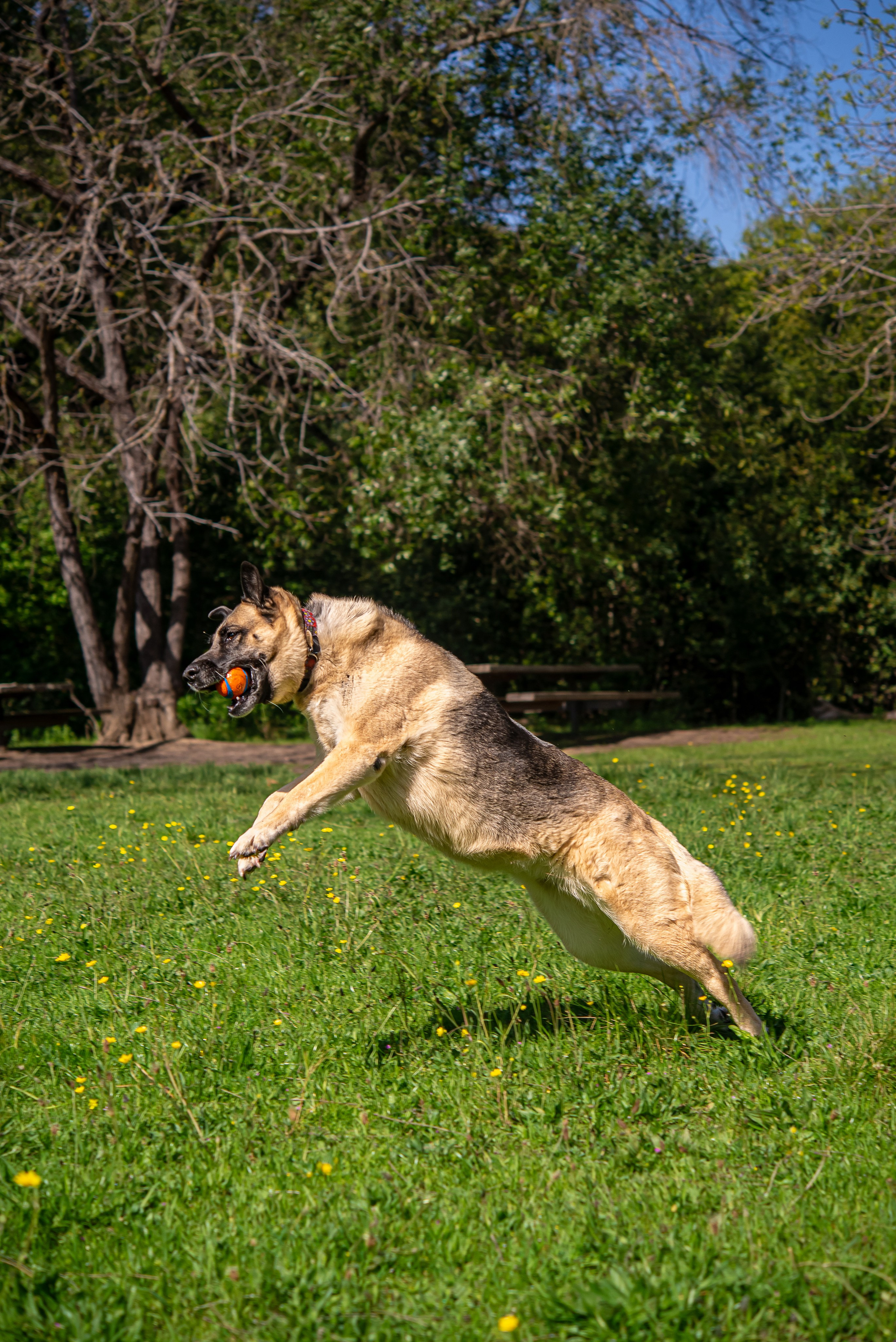 Pet portfolio. Svetlana Lapina, portrait photographer, San Francisco
