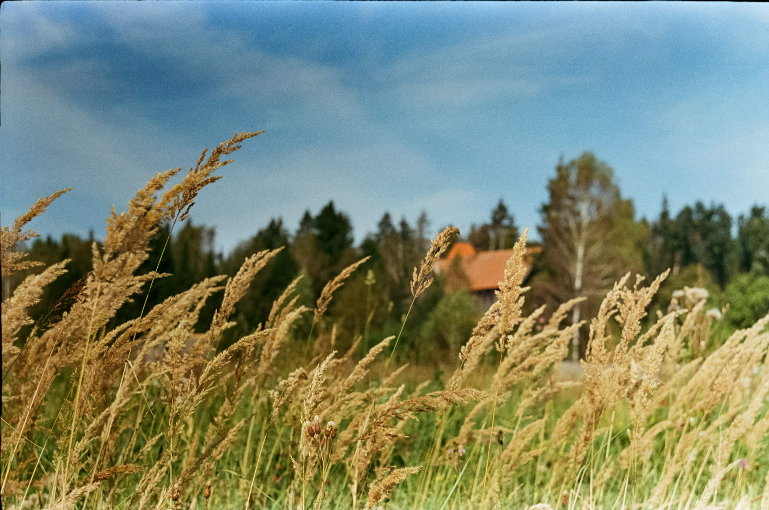 Edixa-MAT REFLEX Mod.D | Carl Zeiss Jena Biotar 58 mm f2 T | SFL 250D