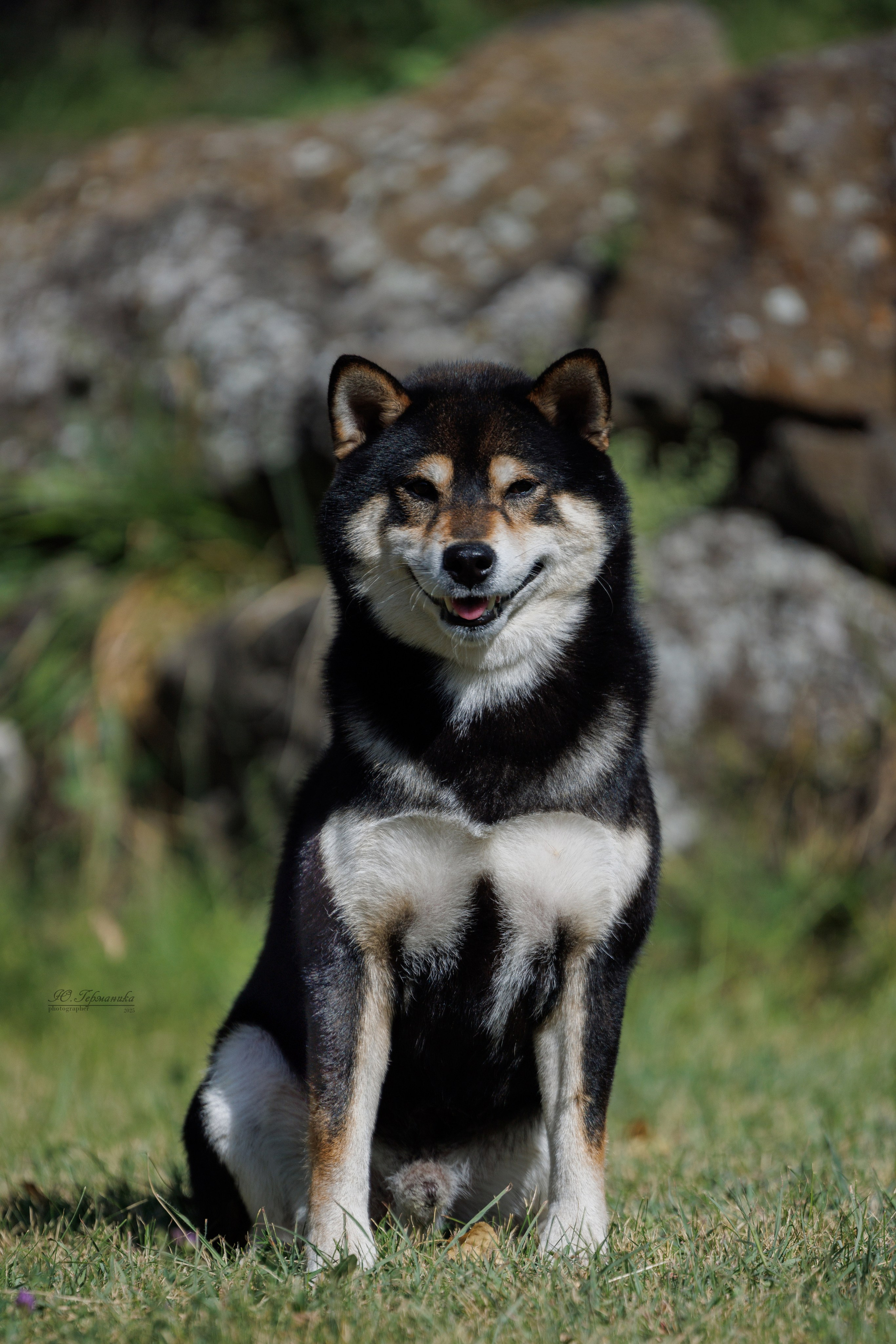 Ереван 3хCACIB 23-25.06.2025. Фотограф-анималист Юлия Германика