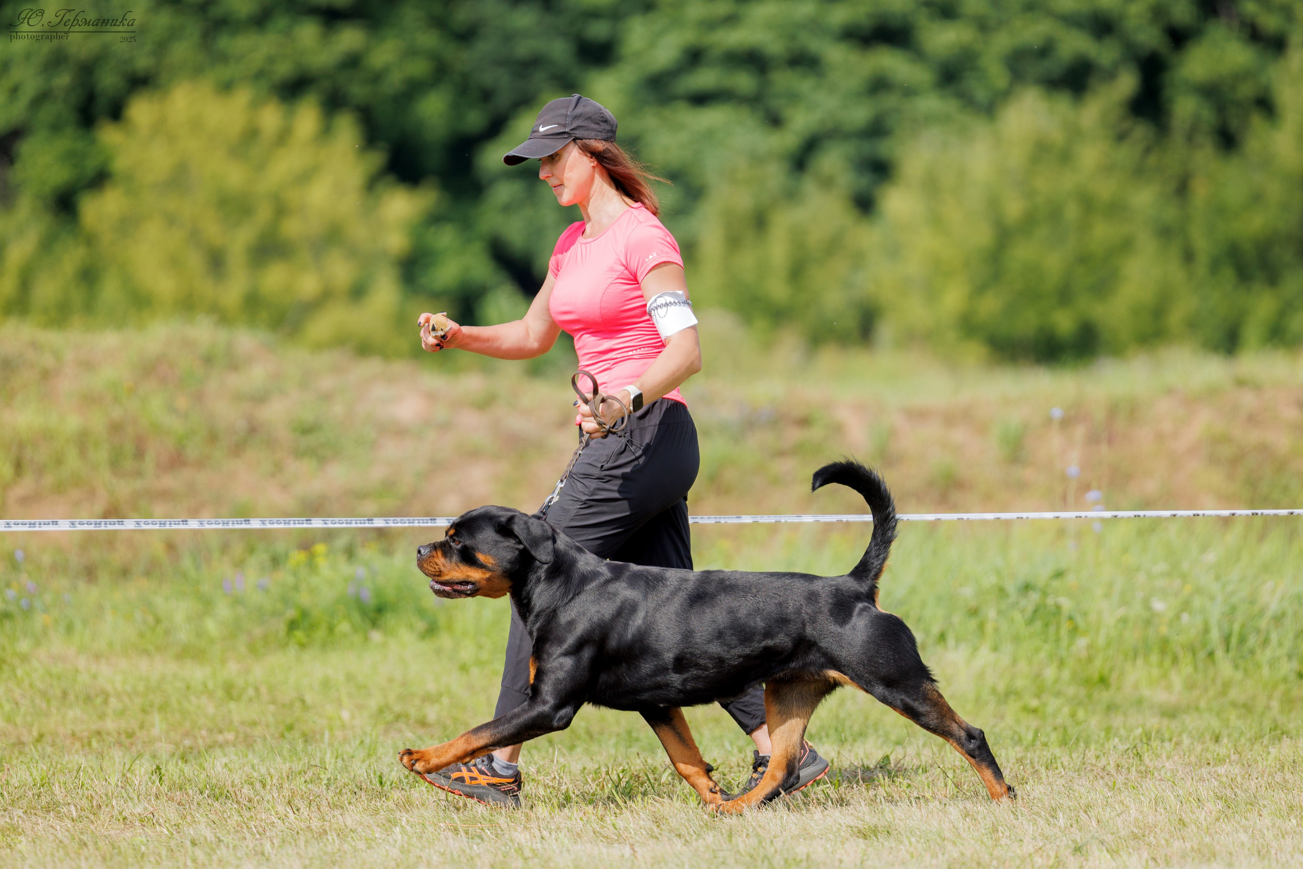 Рязань 2хмоно ротвейлеры 16-17.08.2025. Фотограф-анималист Юлия Германика