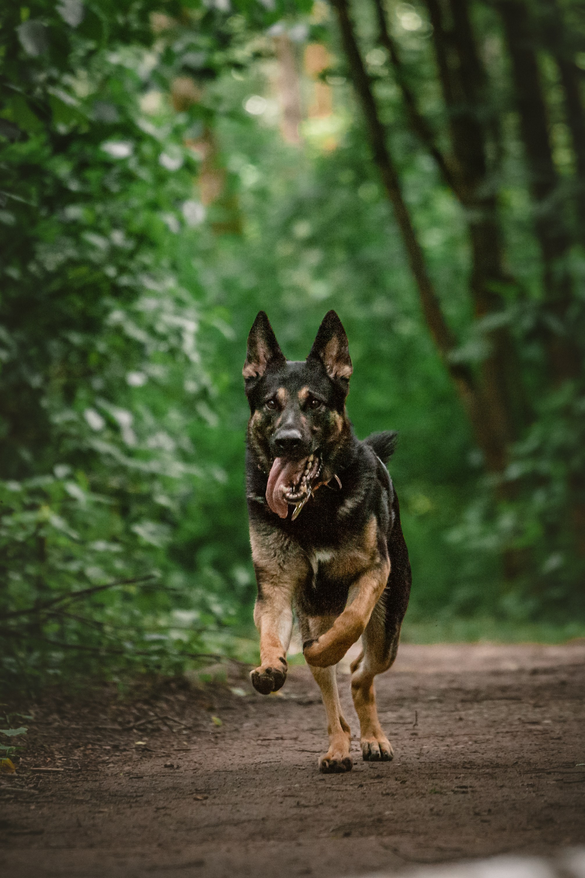 Лесная летняя фотопрогулка. Фотограф-анималист Татьяна Степанова