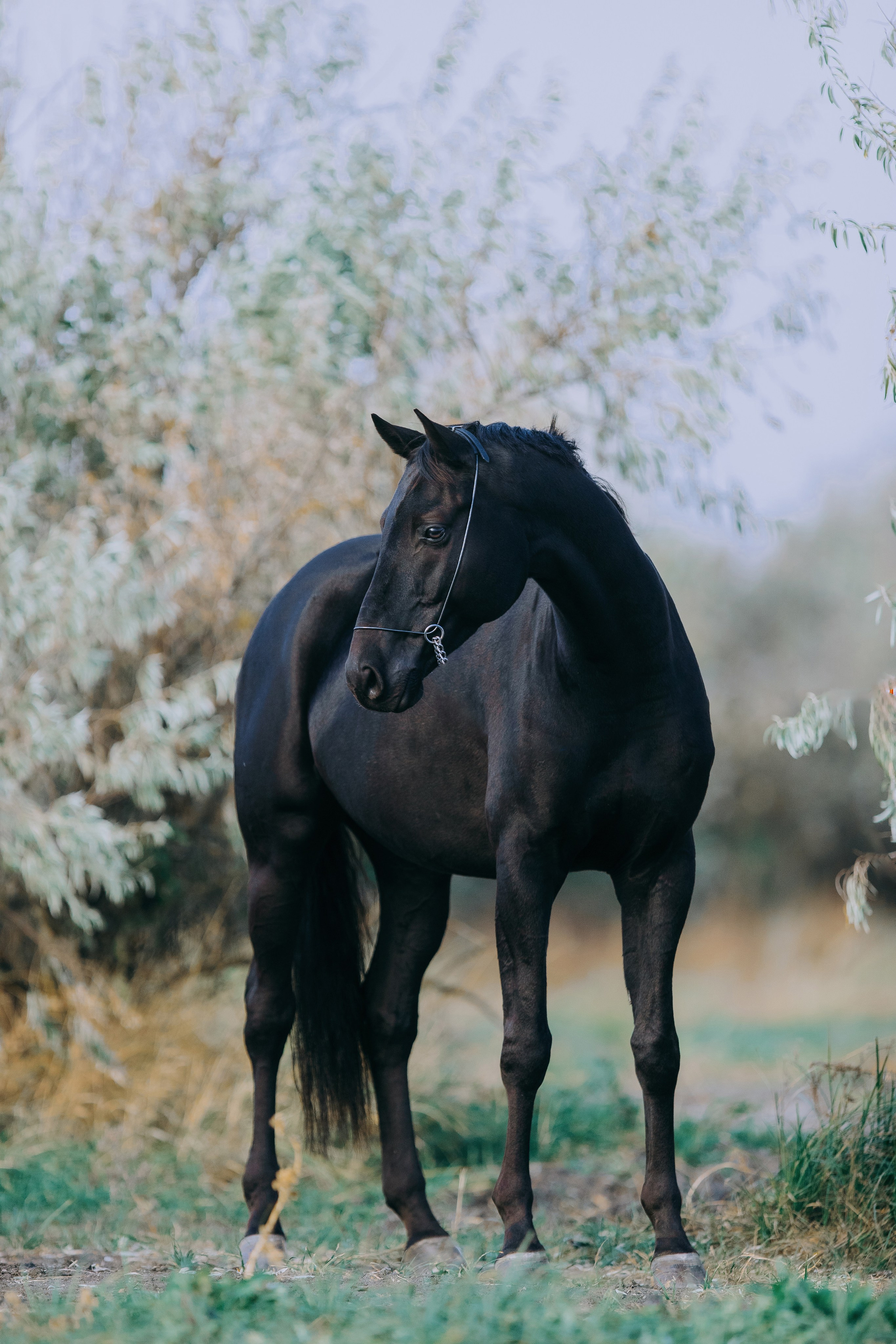 На природе. Фотограф-анималист Ксендзова Кристина