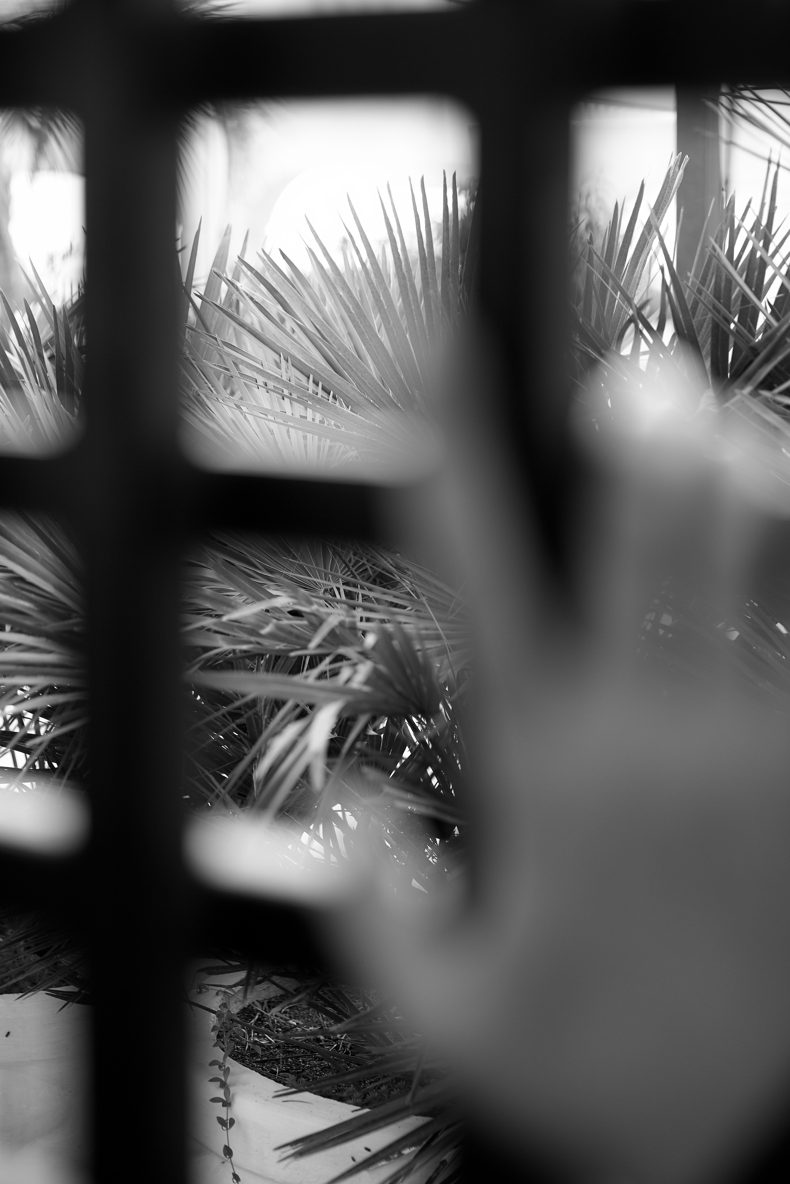 Сочи. Ксю. Профессиональный фотограф Светлана Писарева