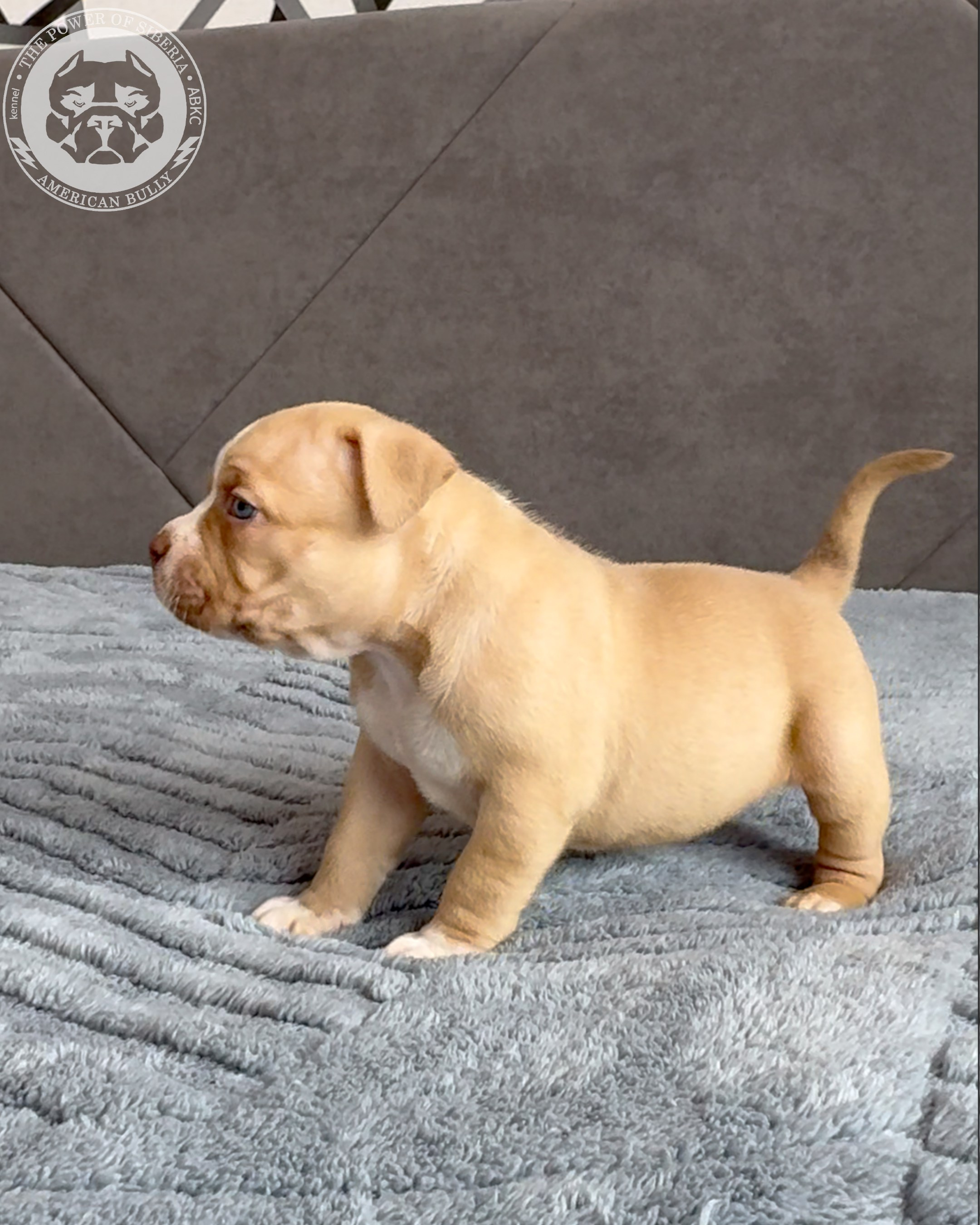 21.02.26-Мила-Турук. Американский Булли в г. Ростов-на-Дону. Питомник THE POWER OF SIBERIA